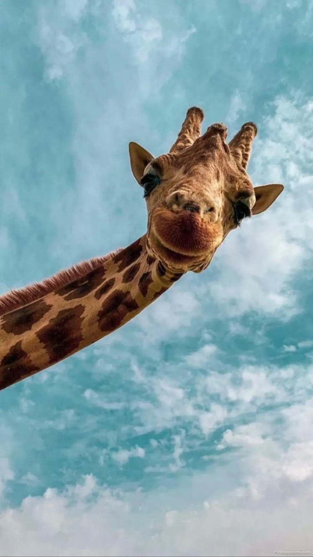 Funny Giraffe Wallpaper for Phone High Quality Mobile Background Funny Giraffe Wallpaper for Phone – High-Quality Mobile Background