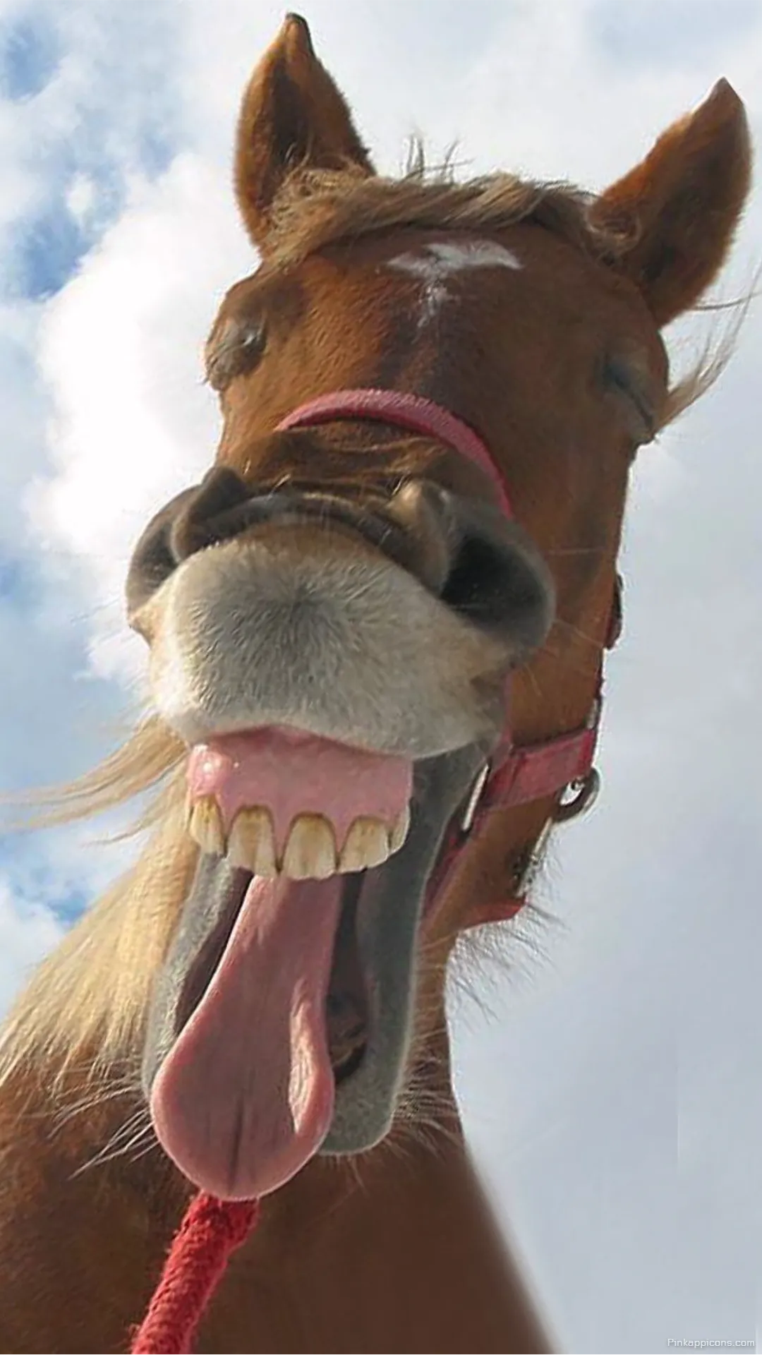 Funny Horse Face Wallpaper Quirky Animal Phone Background Funny Horse Face Wallpaper – Quirky Animal Phone Background