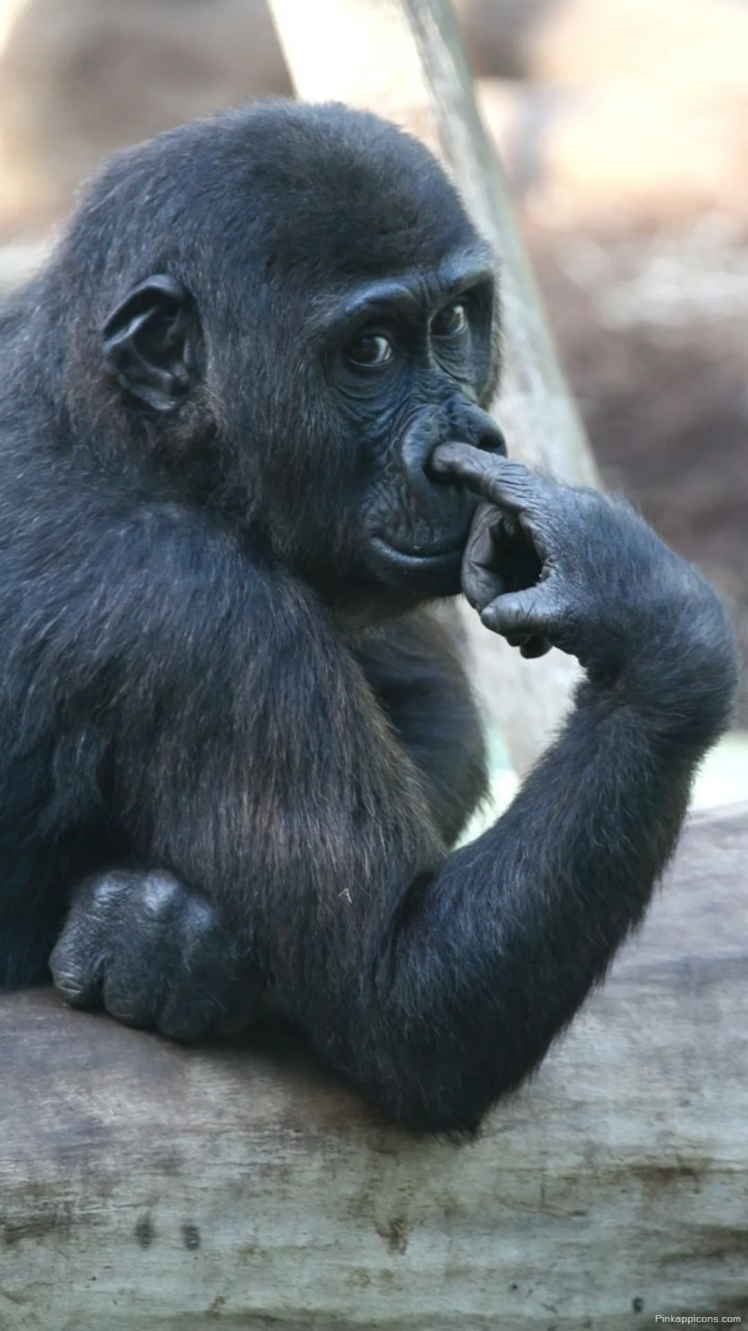 Funny Monkey Picking Nose Wallpaper Quirky Mobile Background Funny Monkey Picking Nose Wallpaper – Quirky Mobile Background