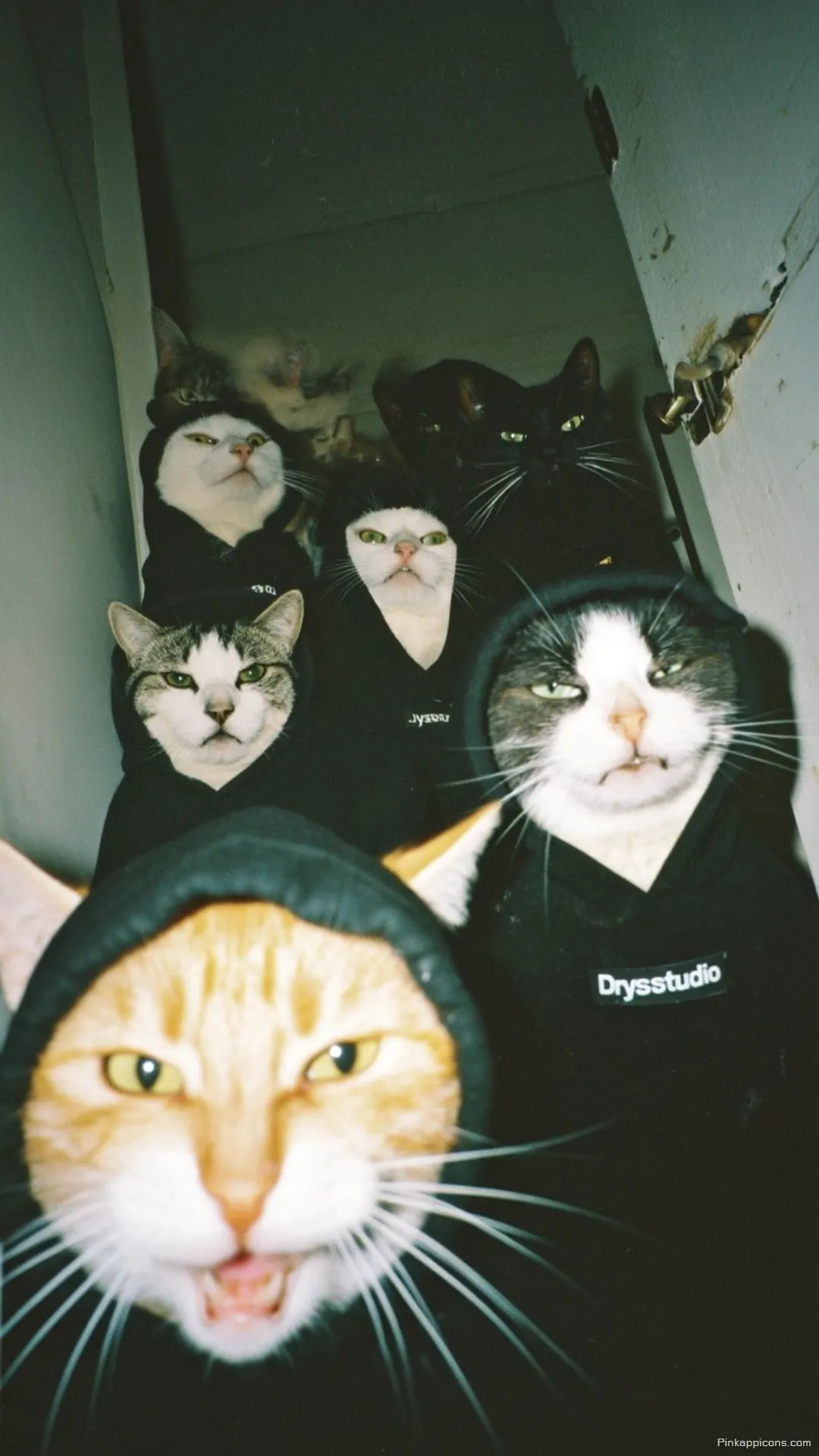 Funny Rapper Cats Wallpaper Unique Phone Background Funny Rapper Cats Wallpaper – Unique Phone Background