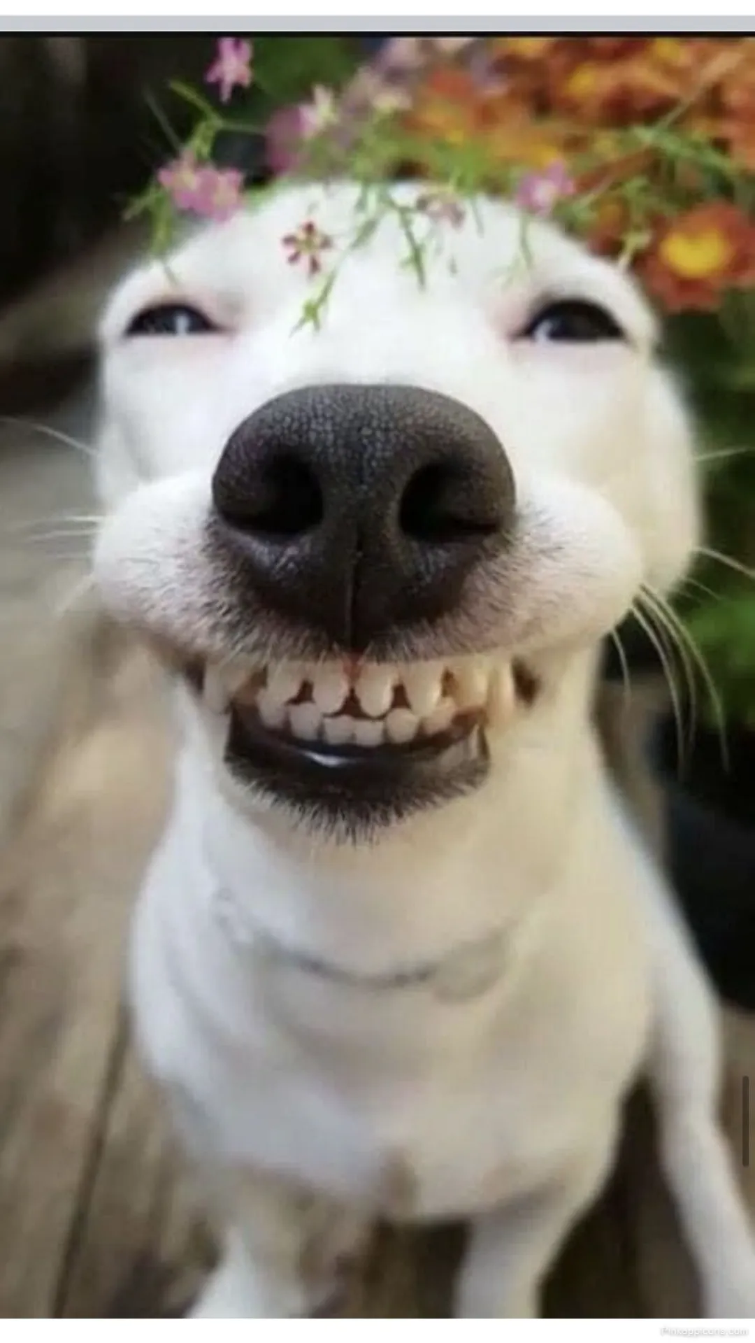 Funny Smiling Dog with Flowers Wallpaper Cute Phone Background Funny Smiling Dog with Flowers Wallpaper – Cute Phone Background