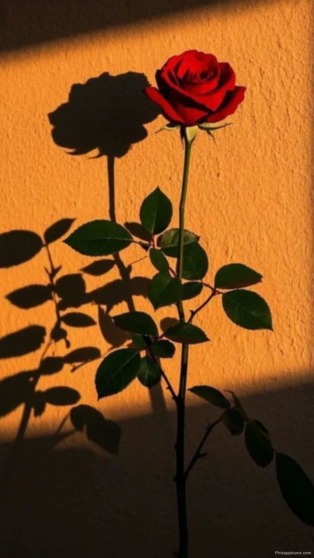 Golden Hour Red Rose Wallpaper with Dramatic Shadows Aesthetic Phone Background Golden Hour Red Rose Wallpaper with Dramatic Shadows – Aesthetic Phone Background