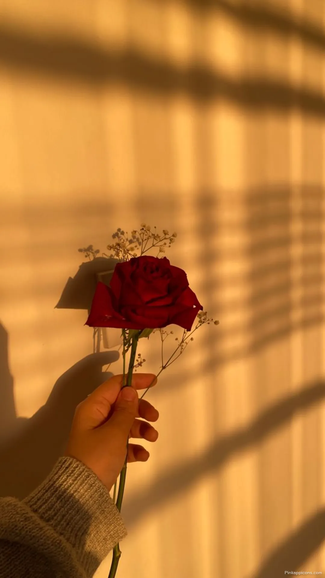 Golden Hour Rose Wallpaper Shadowy Red Rose with Sunlight for Your Phone Golden Hour Rose Wallpaper Shadowy Red Rose with Sunlight for Your Phone