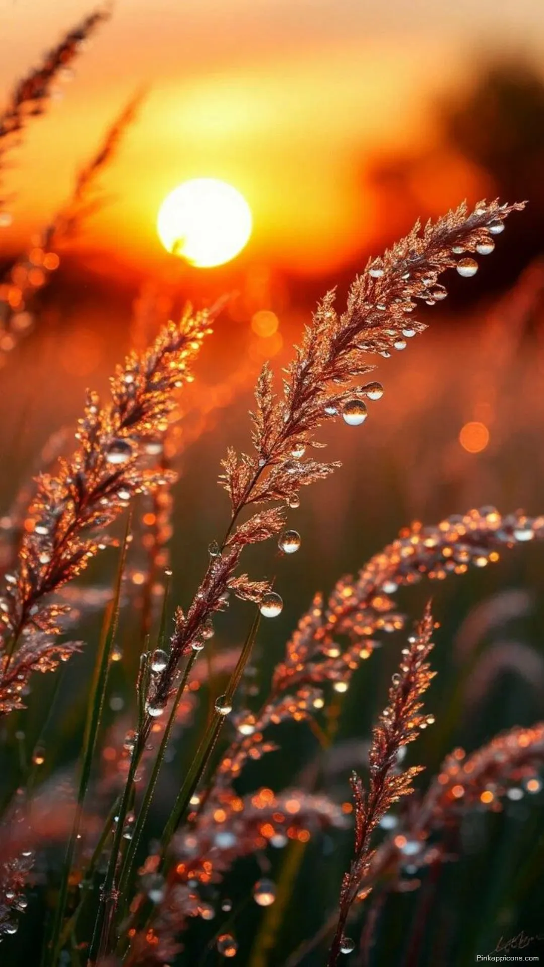 Golden Sunset Nature Wallpaper for Phone with Dewdrops Golden Sunset Nature Wallpaper for Phone with Dewdrops