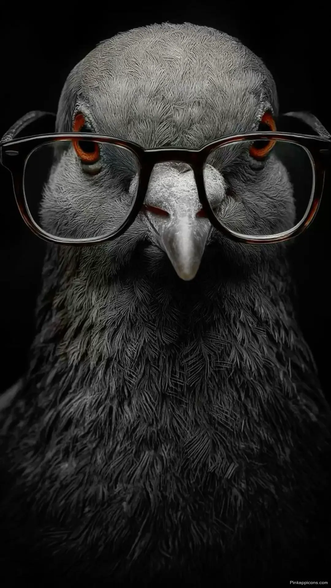 Intelligent Pigeon with Glasses Dark Aesthetic Phone Wallpaper Unique Bird Portrait Intelligent Pigeon with Glasses Dark Aesthetic Phone Wallpaper Unique Bird Portrait.