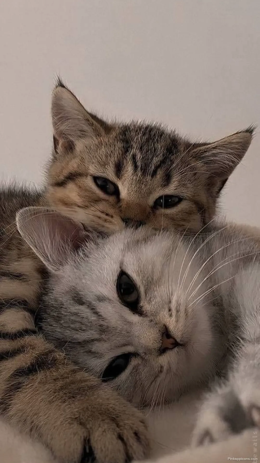 Love Wallpaper Adorable Cuddling Kittens Phone Background Love Wallpaper Adorable Cuddling Kittens Phone Background.