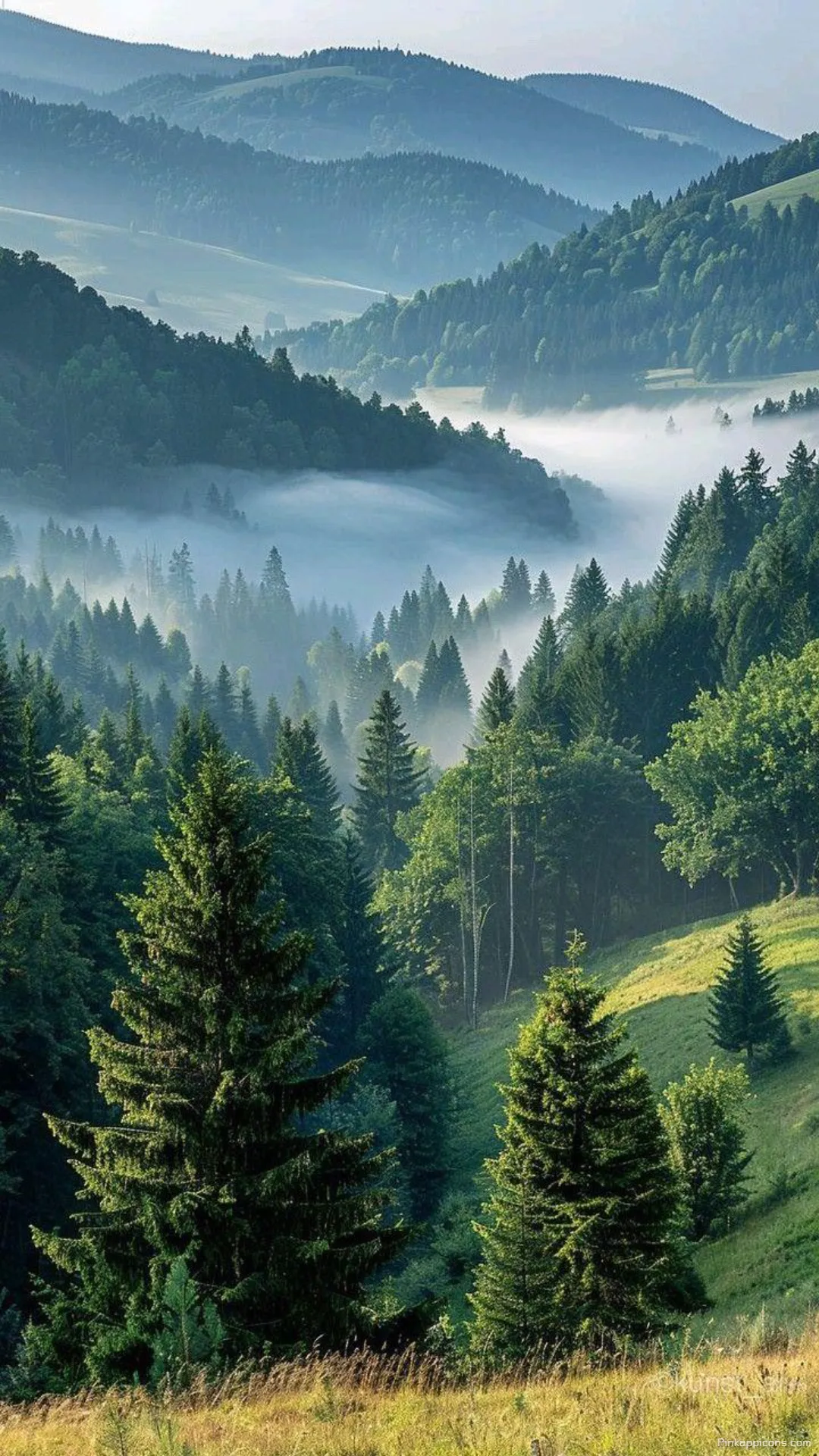 Lush Green Mountain Forest Wallpaper with a Fog Filled Valley Lush Green Mountain Forest Wallpaper with a Fog-Filled Valley