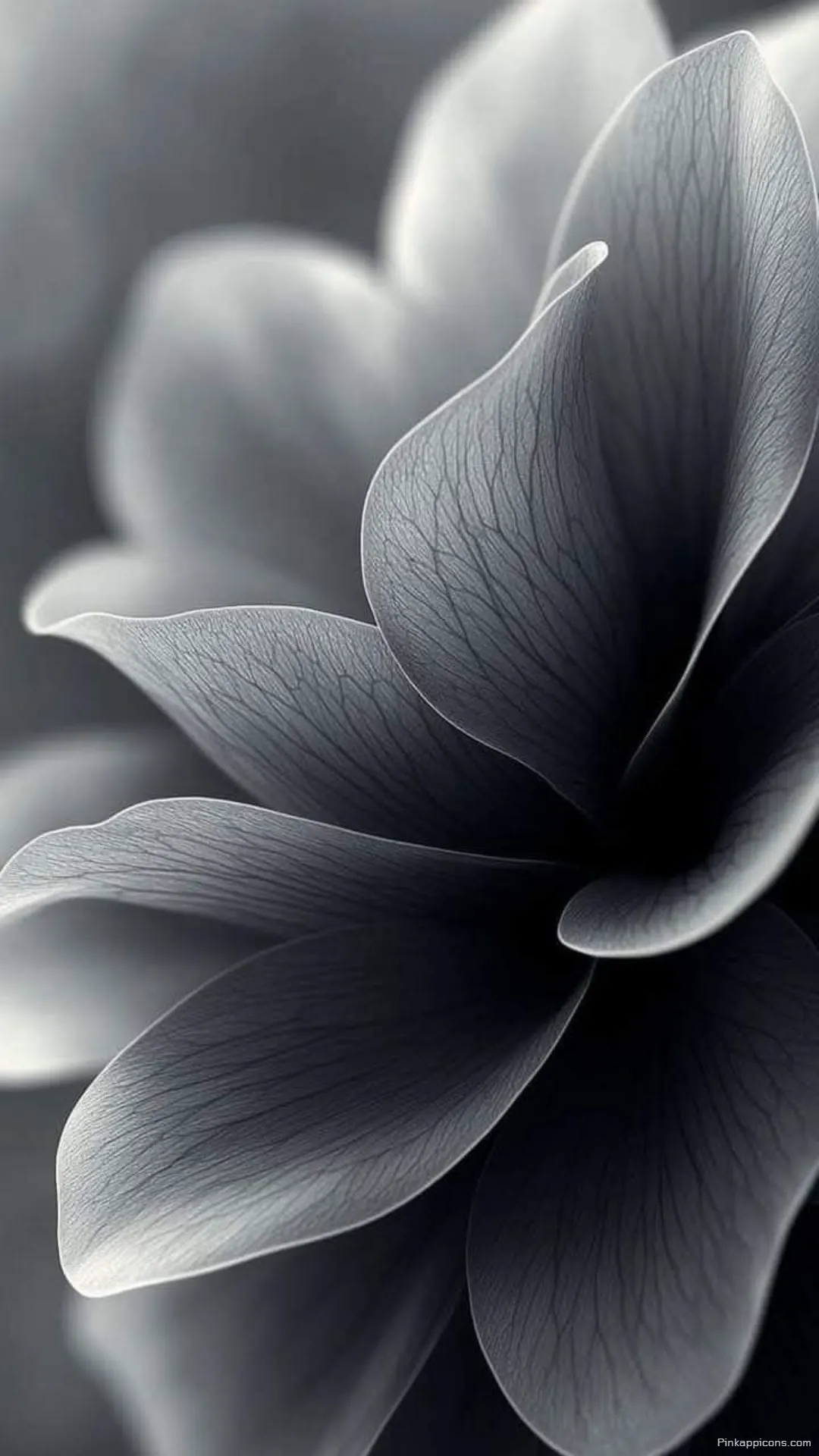 Moody Grayscale Petals Close Up The Perfect Beautiful Cute Wallpaper Phone Moody Grayscale Petals Close-Up The Perfect Beautiful Cute Wallpaper Phone.