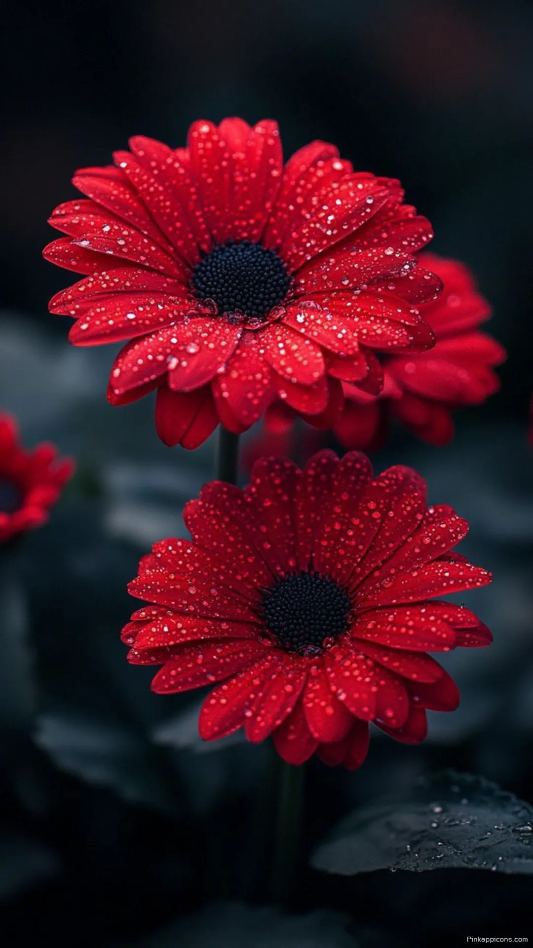 Moody Red Gerbera Daisies Wallpaper The perfect beautiful cute wallpaper phone Moody Red Gerbera Daisies Wallpaper The perfect beautiful cute wallpaper phone.