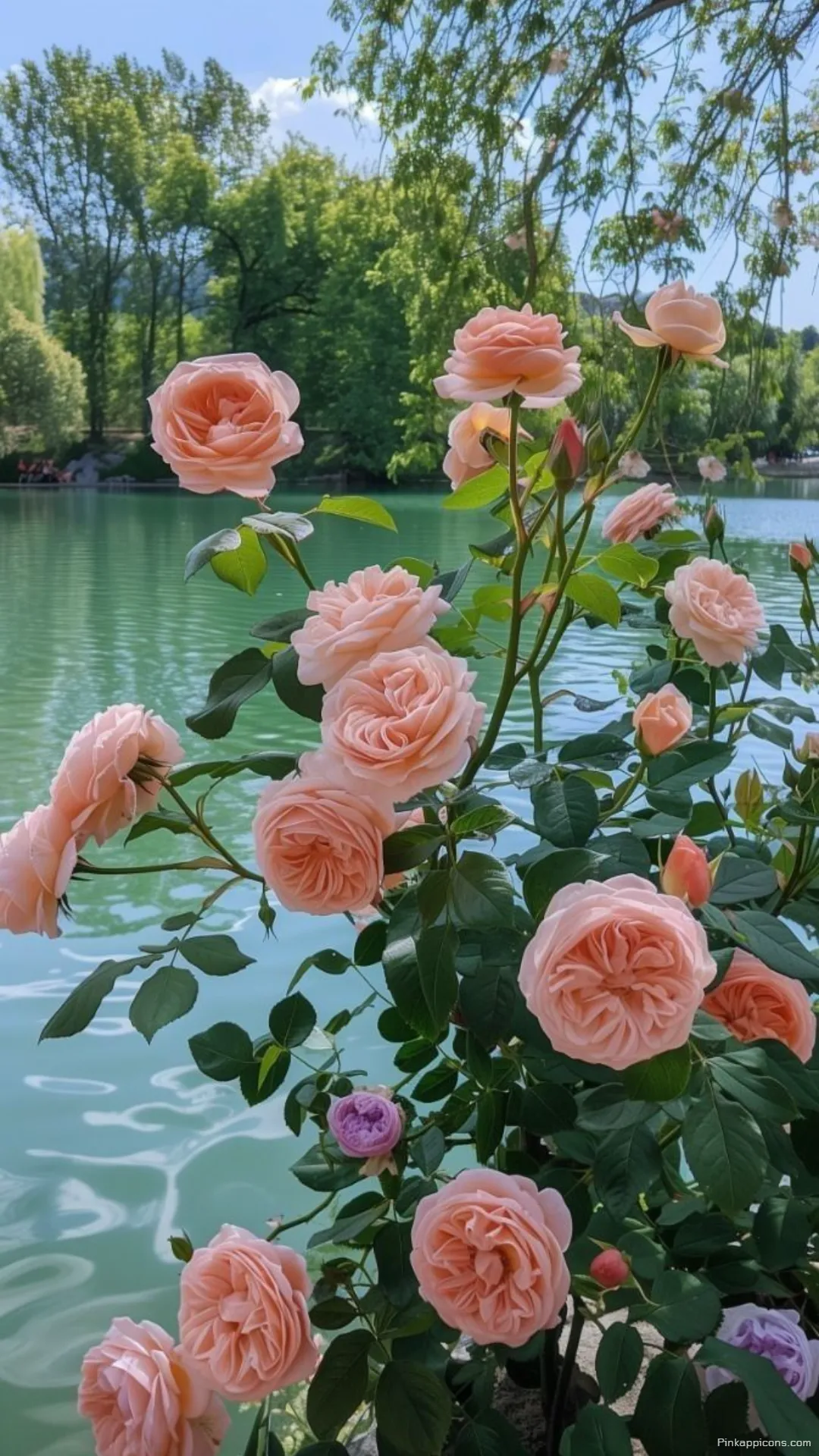 Pink Roses by the Water Spring Wallpaper HD Pink Roses by the Water Spring Wallpaper HD
