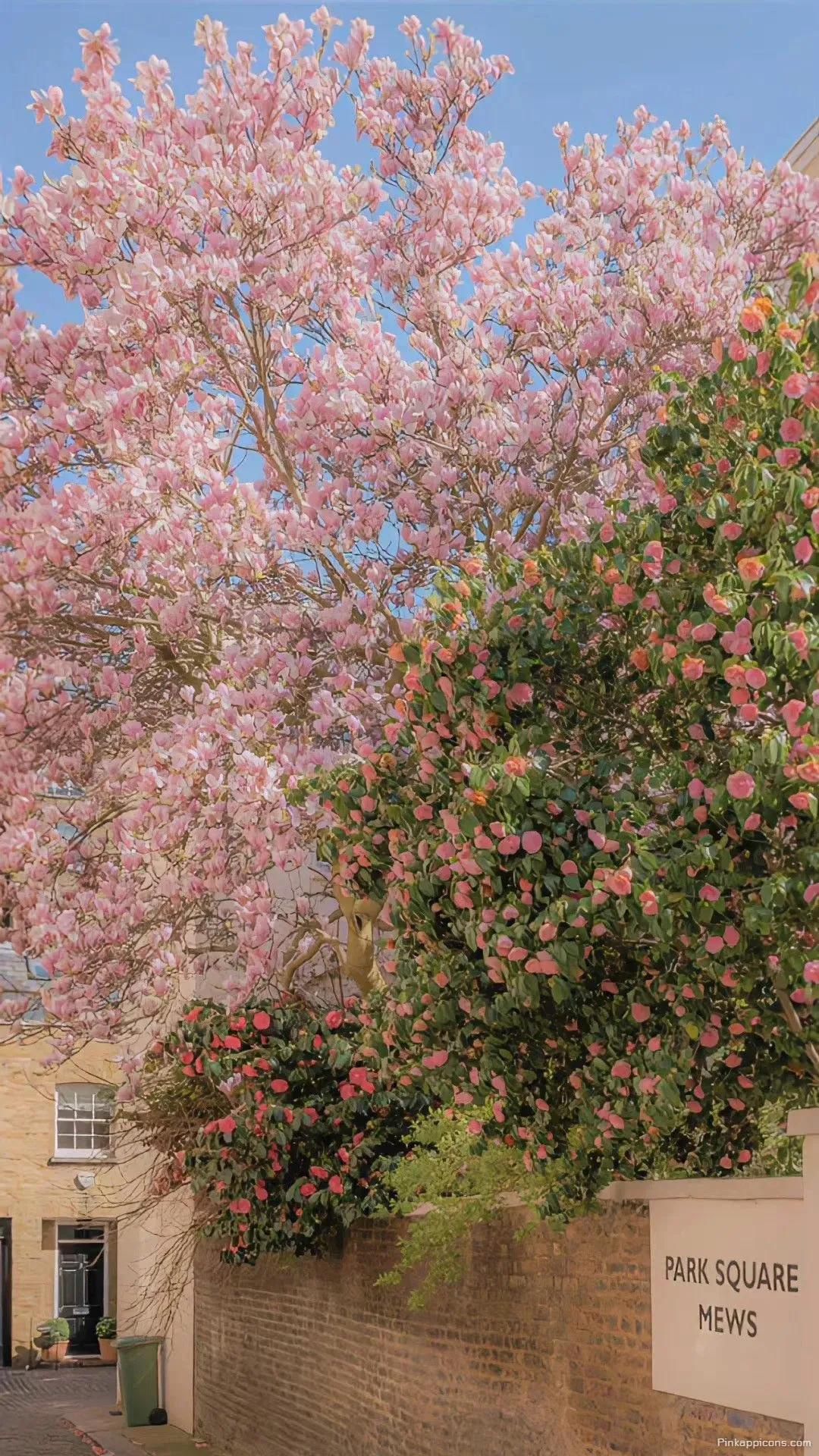 Pink Spring Wallpaper with Cherry Blossoms Pink Spring Wallpaper with Cherry Blossoms