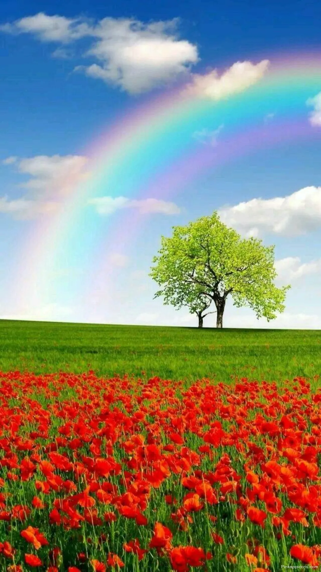 Poppy Field Rainbow Wallpaper A Colorful Arch Over a Green Meadow and Tree Poppy Field Rainbow Wallpaper A Colorful Arch Over a Green Meadow and Tree