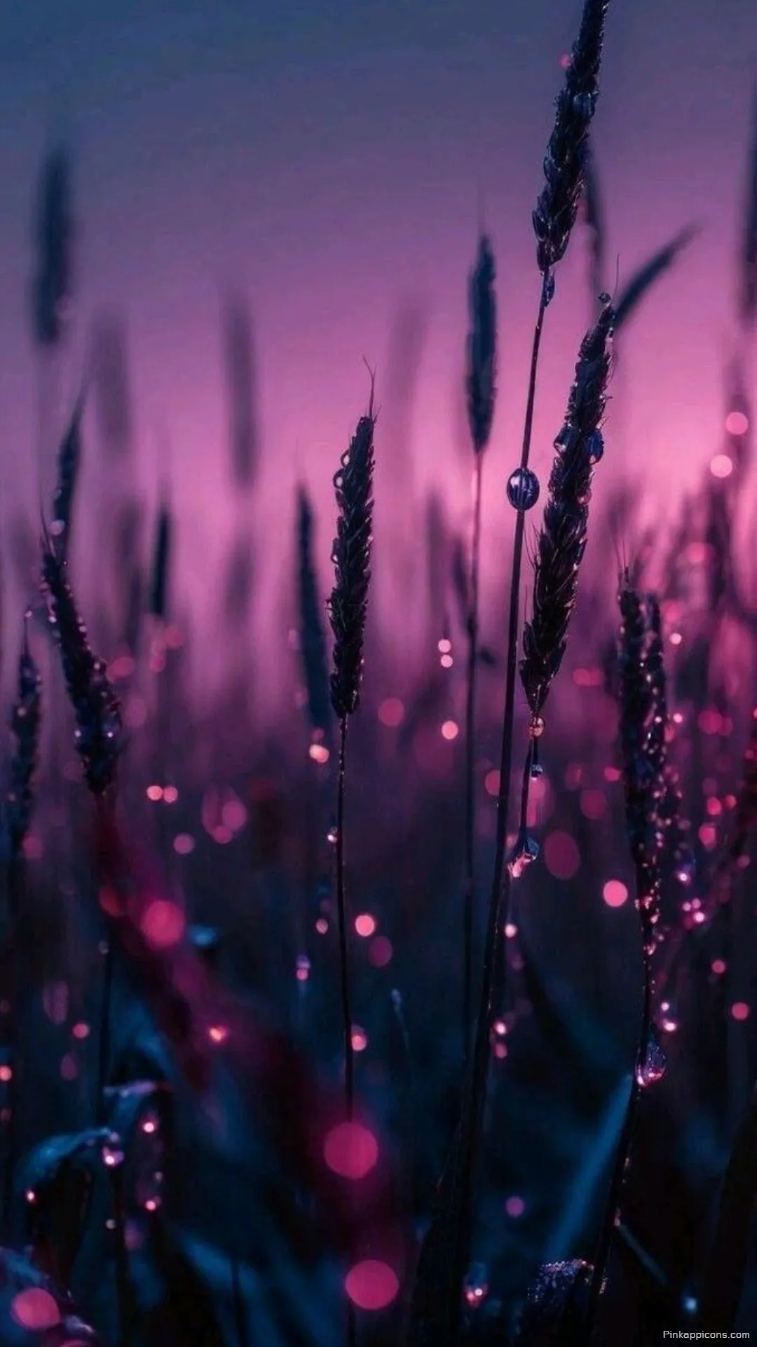 Purple Pink Dewdrops on Wheat Wallpaper The perfect beautiful cute wallpaper phone Purple & Pink Dewdrops on Wheat Wallpaper The perfect beautiful cute wallpaper phone.