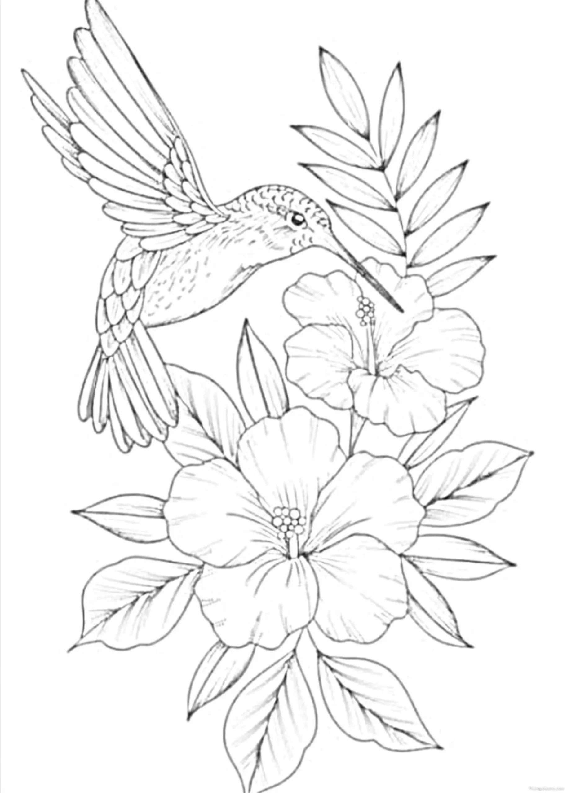 Realistic Hummingbird and Hibiscus Flowers Drawing Ideas scaled Realistic Hummingbird and Hibiscus Flowers Drawing Ideas