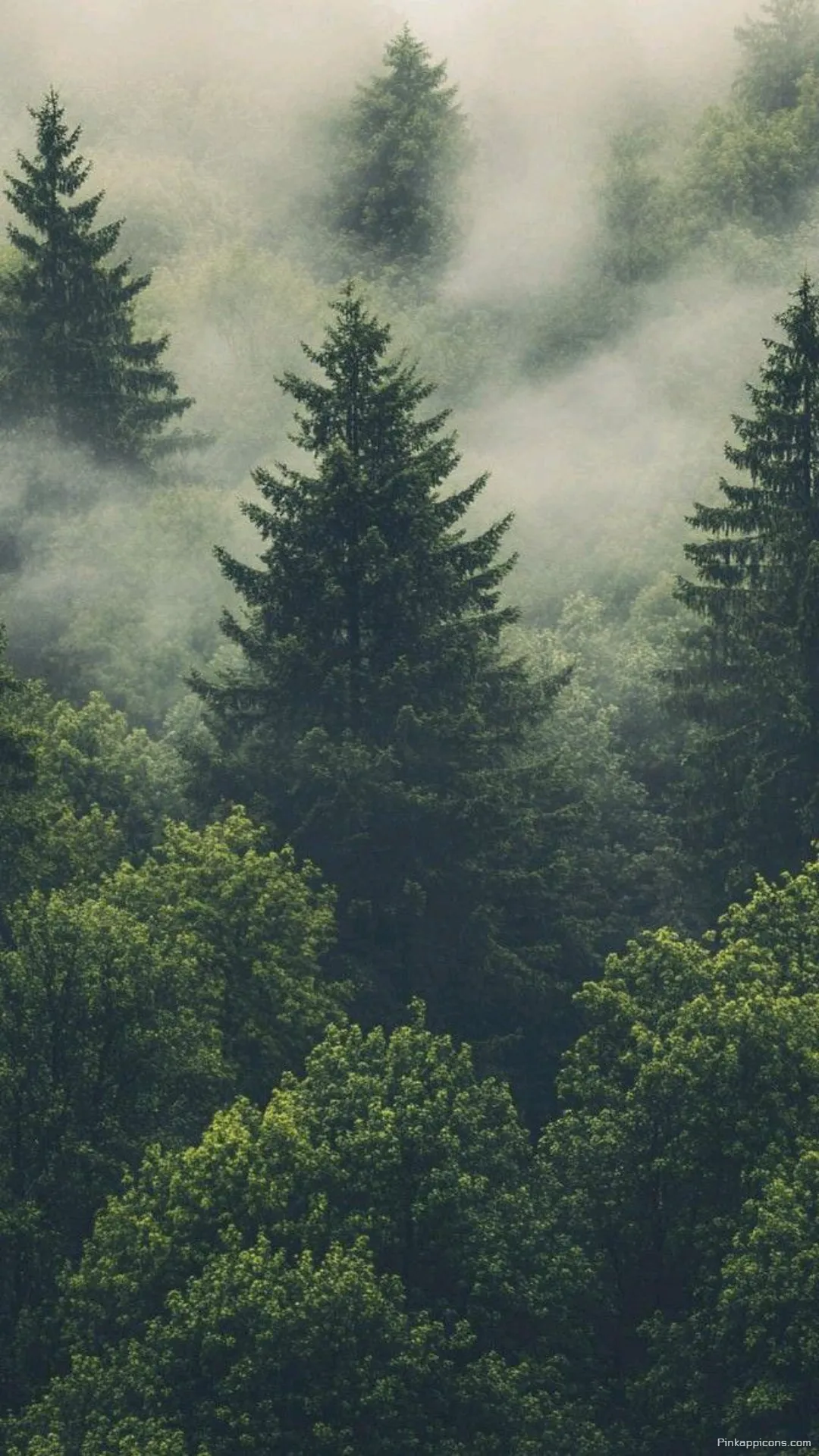 Serene Green Forest Wallpaper with Fog and Conifers for Mobile Screens Serene Green Forest Wallpaper with Fog and Conifers for Mobile Screens