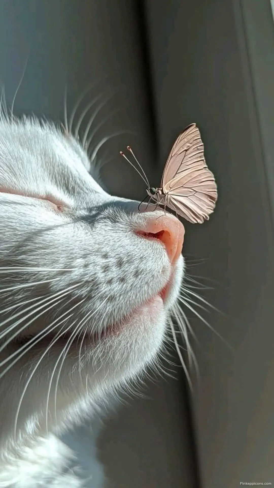 Serene White Cat and Butterfly Wallpaper The perfect beautiful cute wallpaper phone Serene White Cat and Butterfly Wallpaper The perfect beautiful cute wallpaper phone.