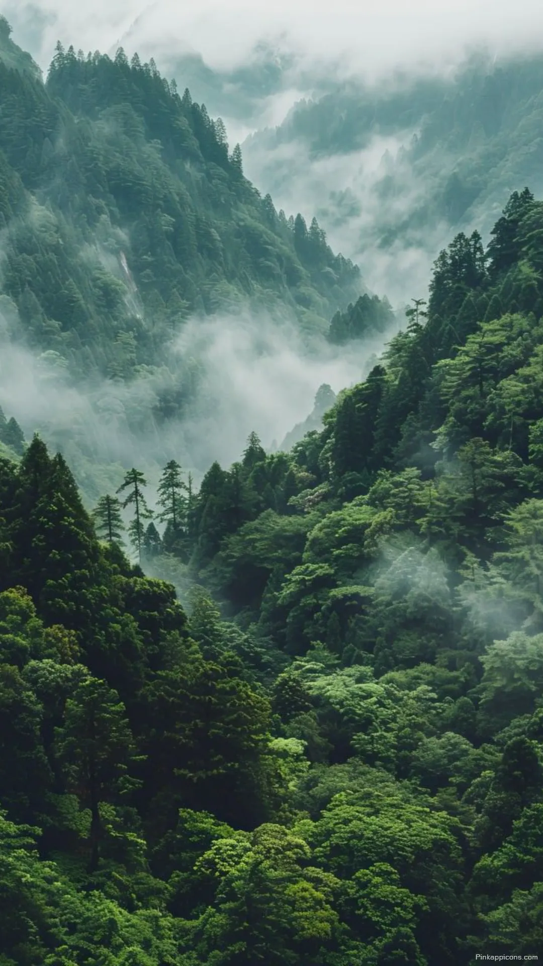 Serene and Green Forest Wallpaper with Fog Descending on the Mountains Serene and Green Forest Wallpaper with Fog Descending on the Mountains