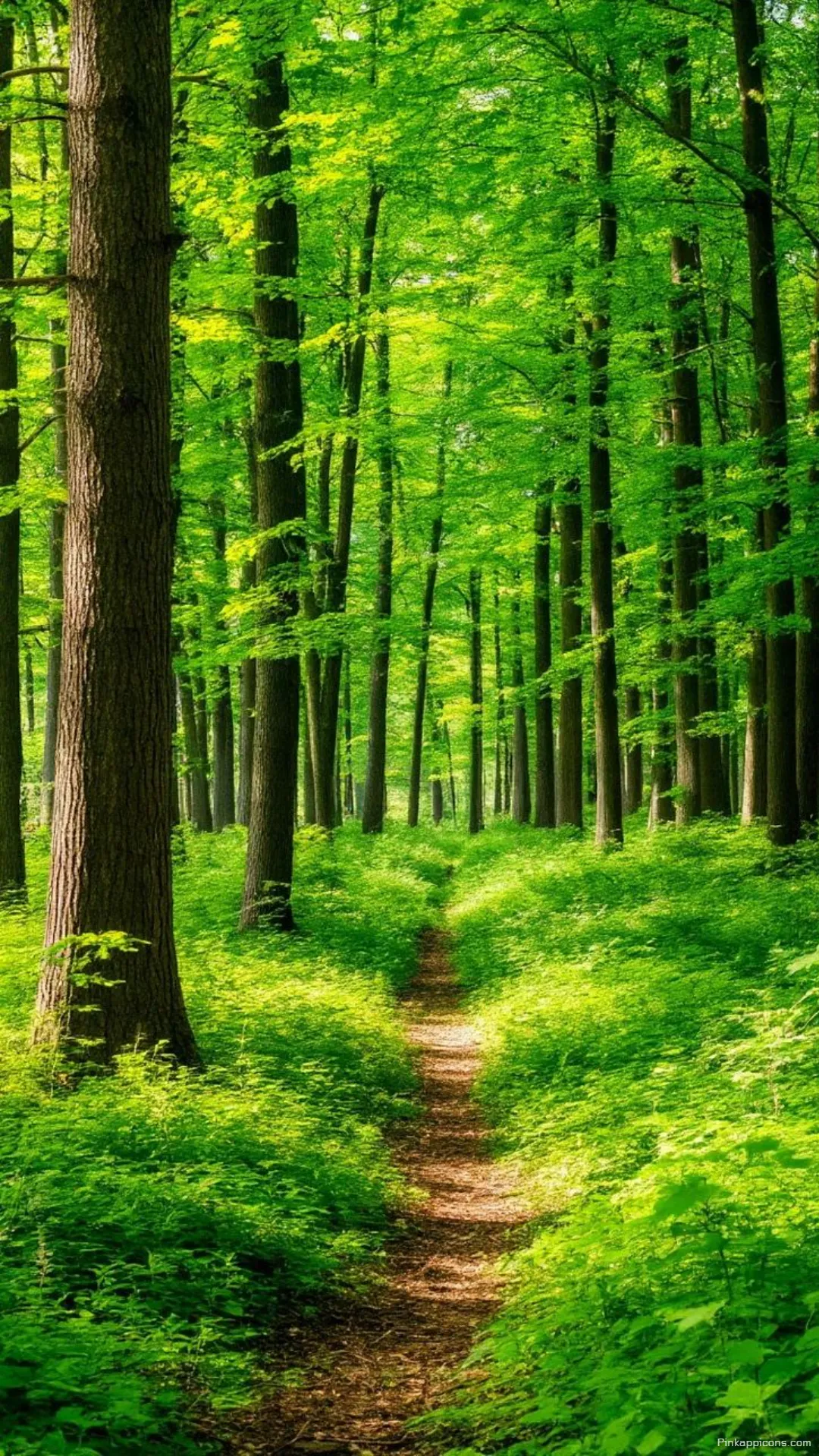 Serene and Vibrant Forest Wallpaper of a Peaceful Woodland Path Serene and Vibrant Forest Wallpaper of a Peaceful Woodland Path