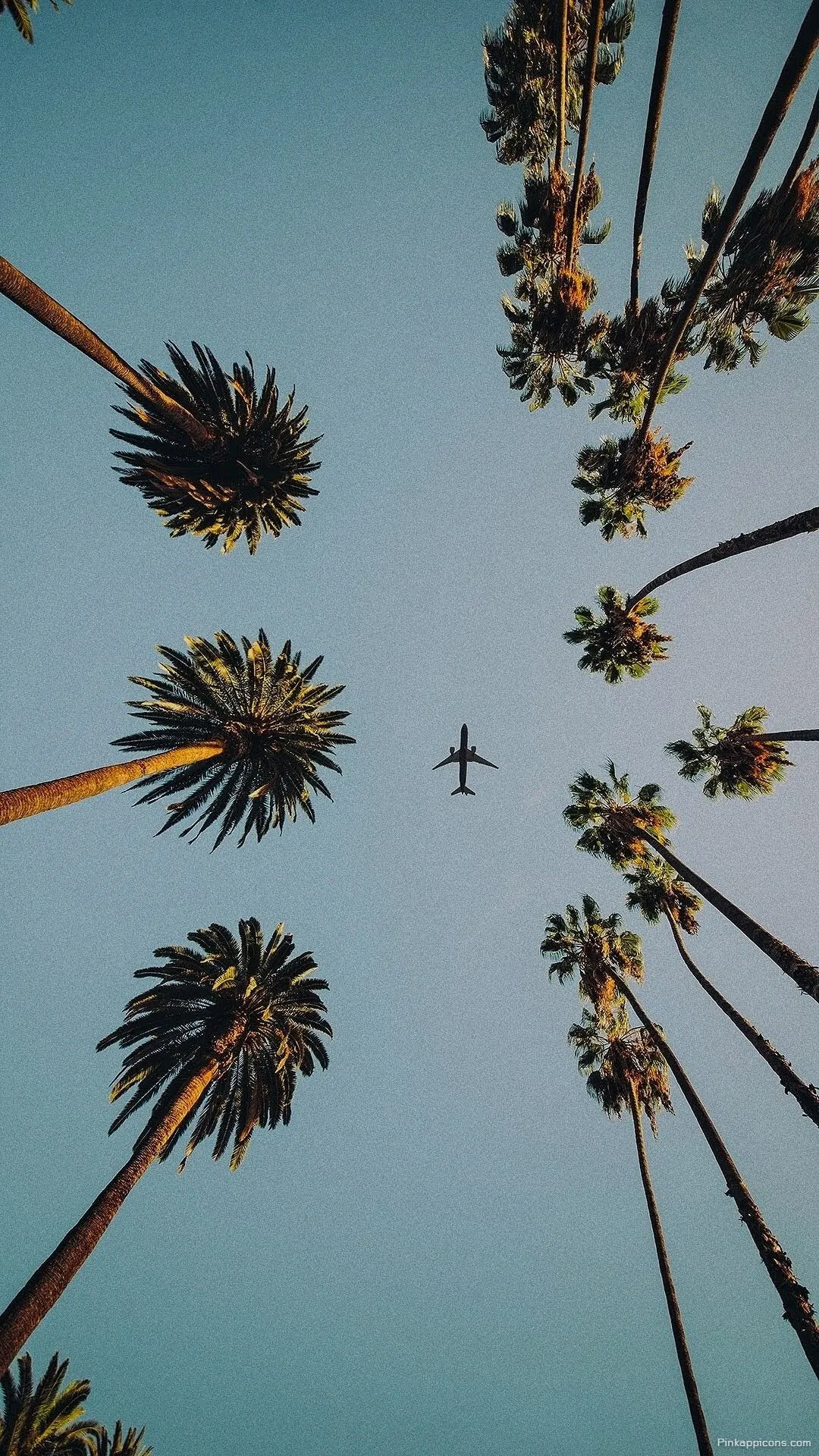 Simple Wallpaper HD Low Angle View of Palm Trees and a Plane in the Sky Simple Wallpaper HD Low Angle View of Palm Trees and a Plane in the Sky