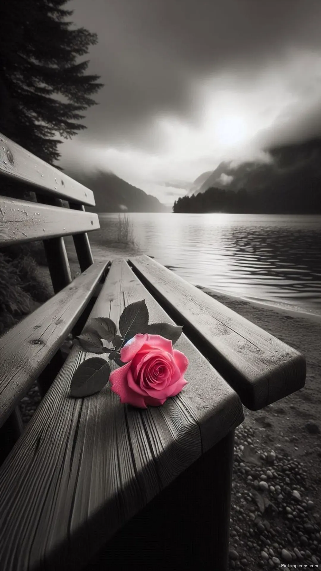Solitary Pink Rose Wallpaper Against Black and White Landscape Unique Mobile Art Solitary Pink Rose Wallpaper Against Black and White Landscape – Unique Mobile Art
