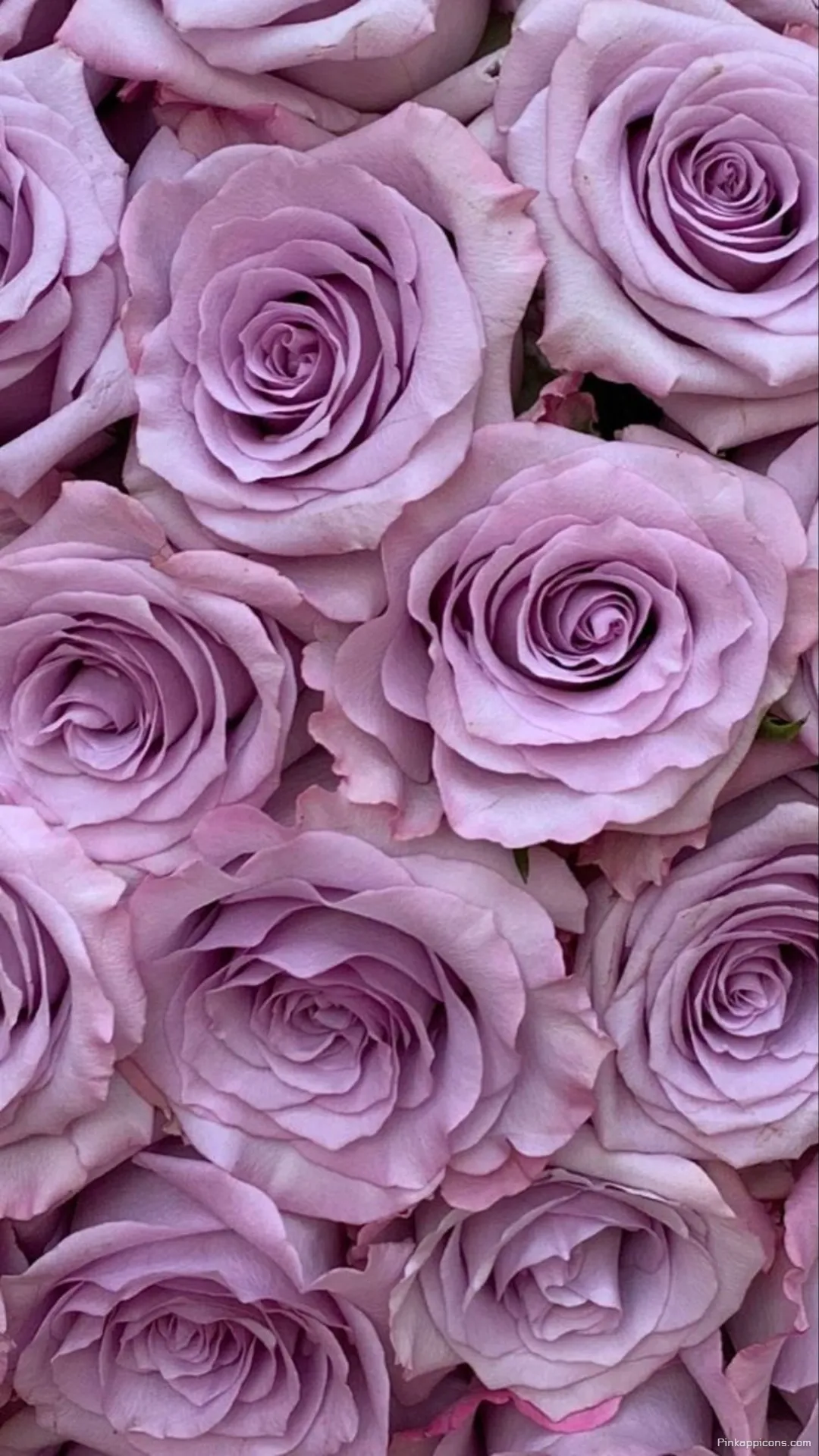 Stunning Lilac Rose Wallpaper A Beautiful Floral Design for Phones Stunning Lilac Rose Wallpaper A Beautiful Floral Design for Phones