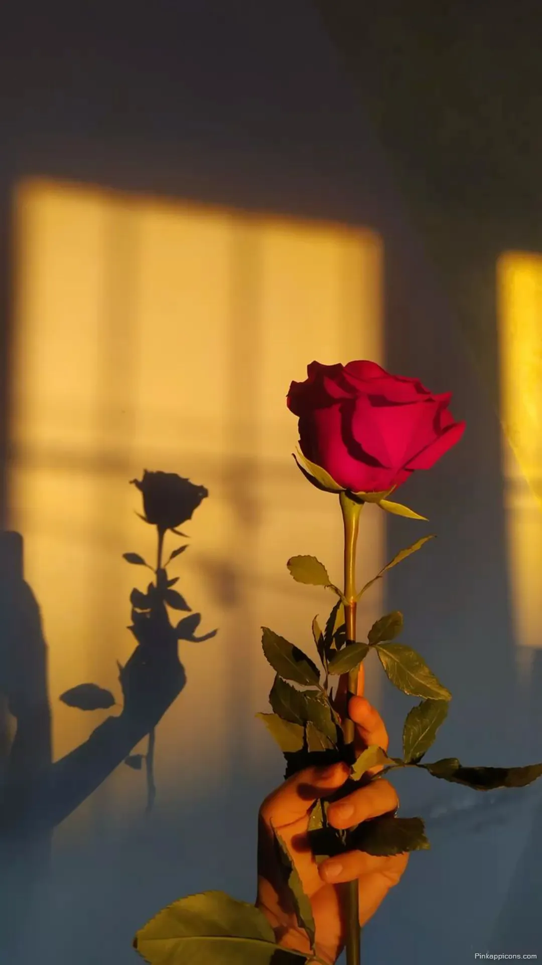 Sunny Red Rose Wallpaper Hand Holding a Rose with a Long Shadow for Your Phone Sunny Red Rose Wallpaper Hand Holding a Rose with a Long Shadow for Your Phone