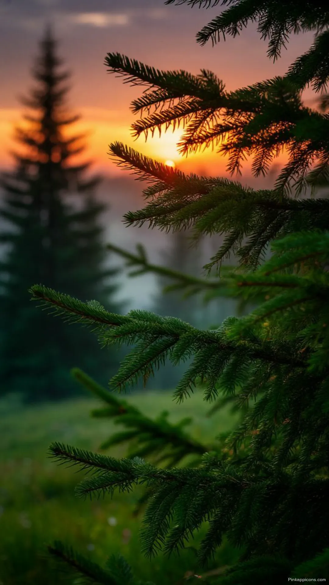 Sunrise Forest Nature Wallpaper for Phone Golden Glow Sunrise Forest Nature Wallpaper for Phone Golden Glow
