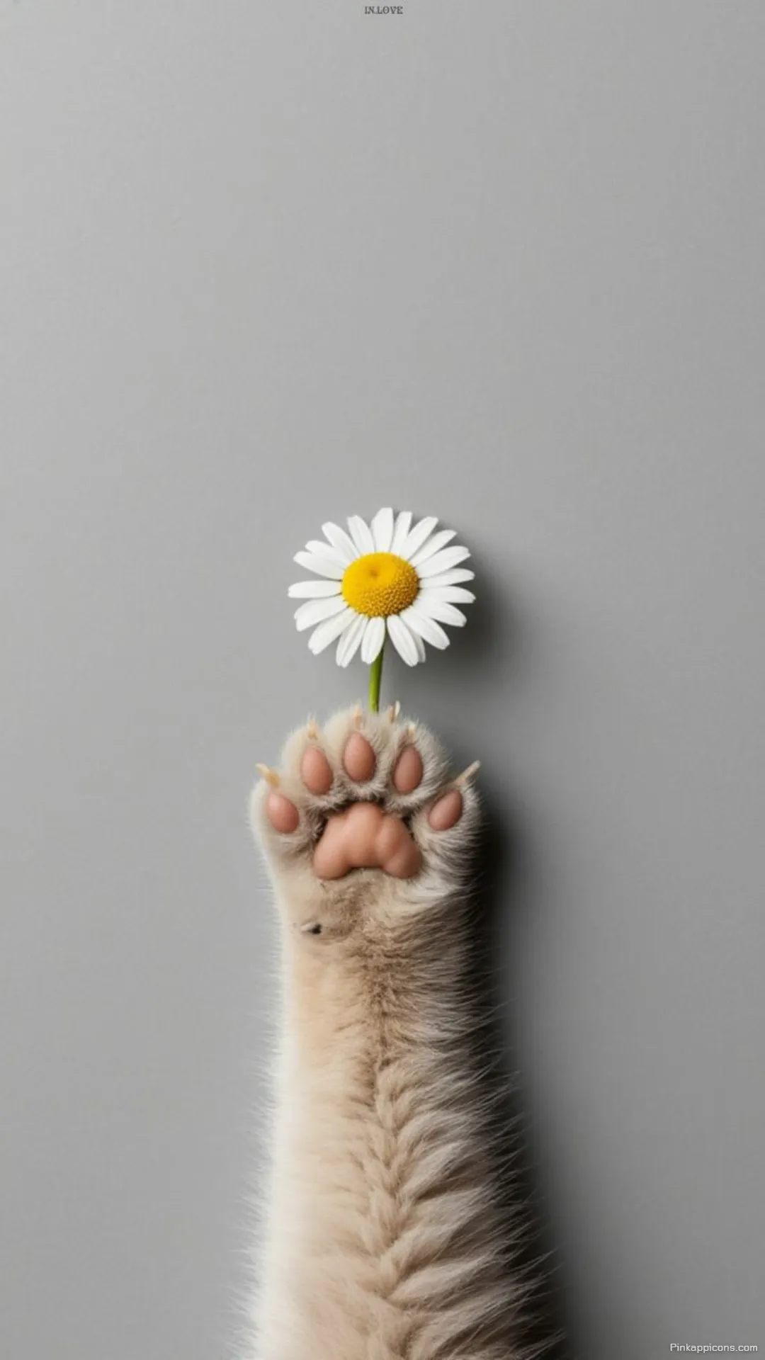 Sweet Kitty Paw Holding a Flower Wallpaper The perfect beautiful cute wallpaper phone Sweet Kitty Paw Holding a Flower Wallpaper The perfect beautiful cute wallpaper phone.
