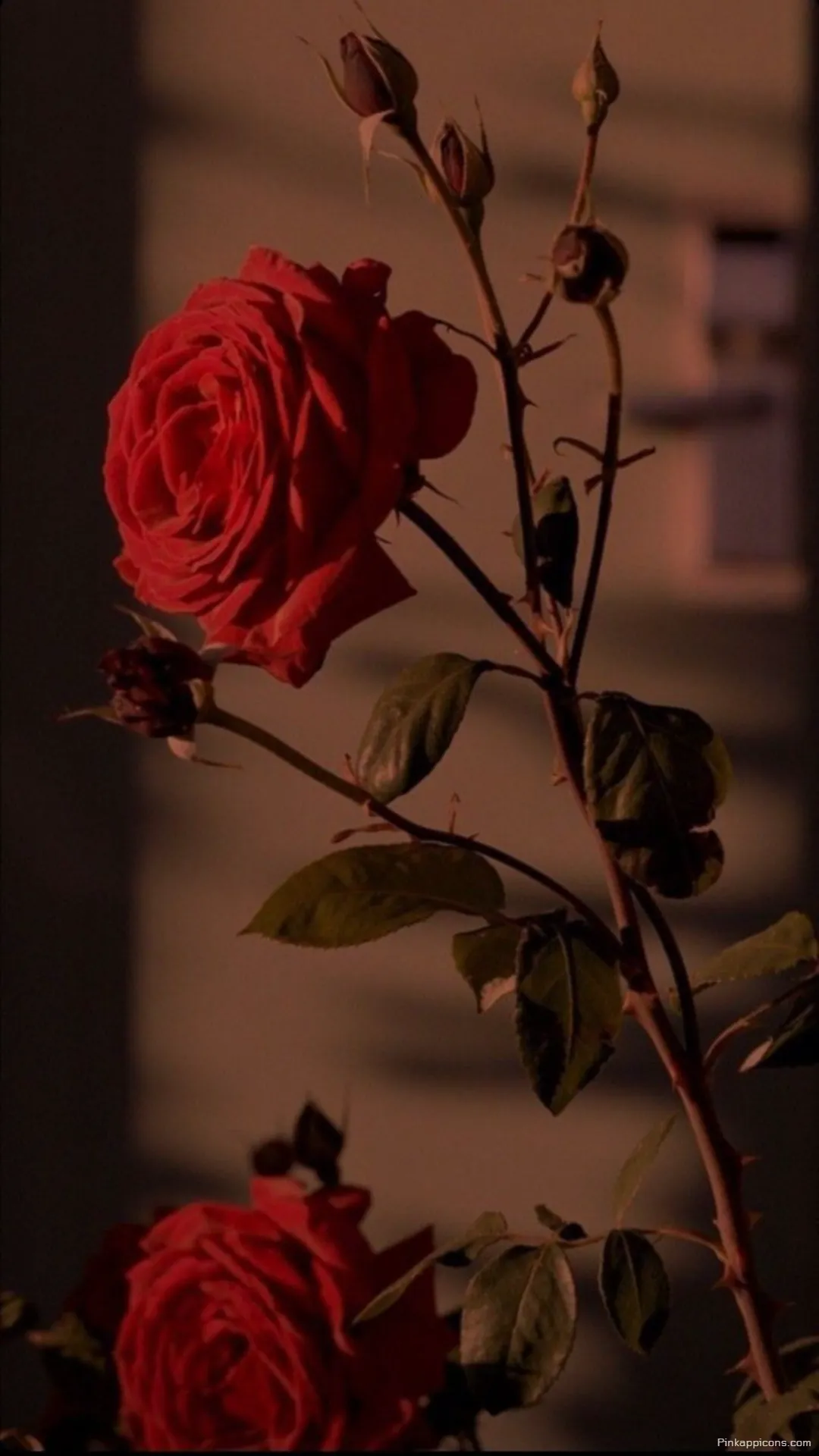 Vibrant Red Rose Wallpaper with Bud and Warm Shadows Elegant Floral Phone Background Vibrant Red Rose Wallpaper with Bud and Warm Shadows – Elegant Floral Phone Background