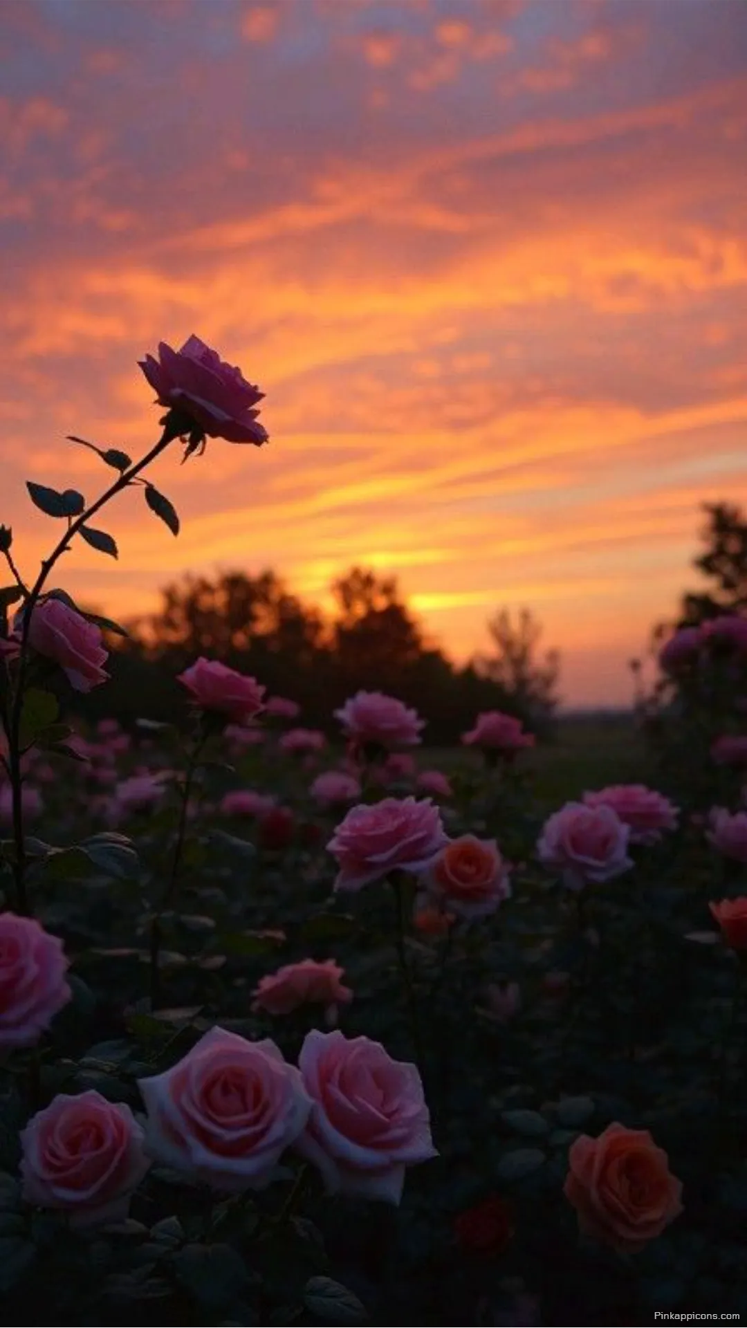 Vibrant Sunset Pink Rose Wallpaper Romantic Floral Field Phone Background Vibrant Sunset Pink Rose Wallpaper – Romantic Floral Field Phone Background
