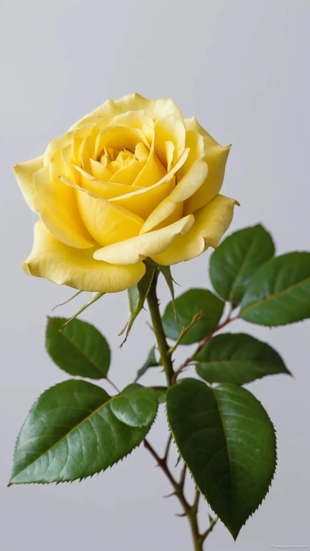 Vibrant Yellow Rose Wallpaper Beautiful Single Bloom for a Cheerful Phone Background Vibrant Yellow Rose Wallpaper – Beautiful Single Bloom for a Cheerful Phone Background