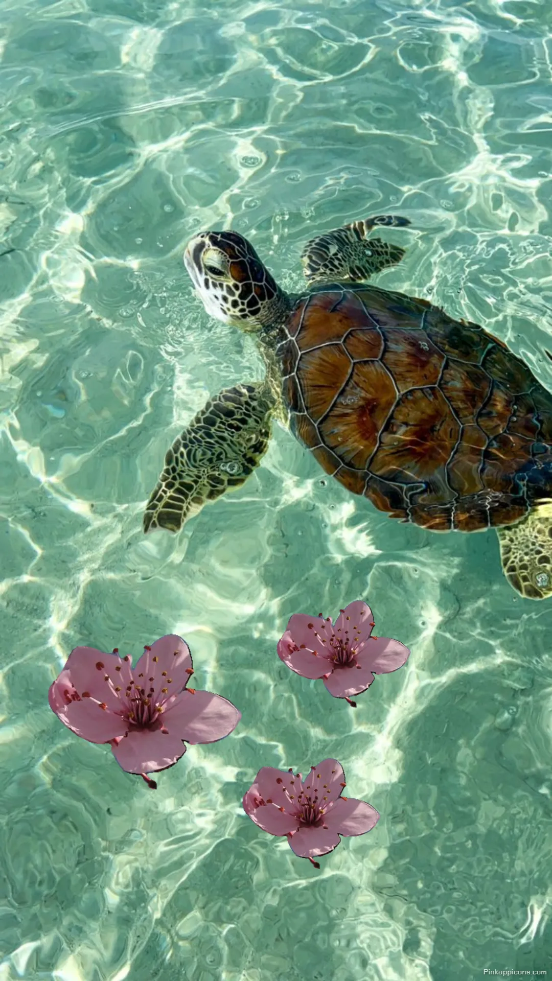 A Serene Sea Turtle in Crystal Clear Water with Pink Blossoms an Aesthetic Tropical Wallpaper A Serene Sea Turtle in Crystal Clear Water with Pink Blossoms, an Aesthetic Tropical Wallpaper.