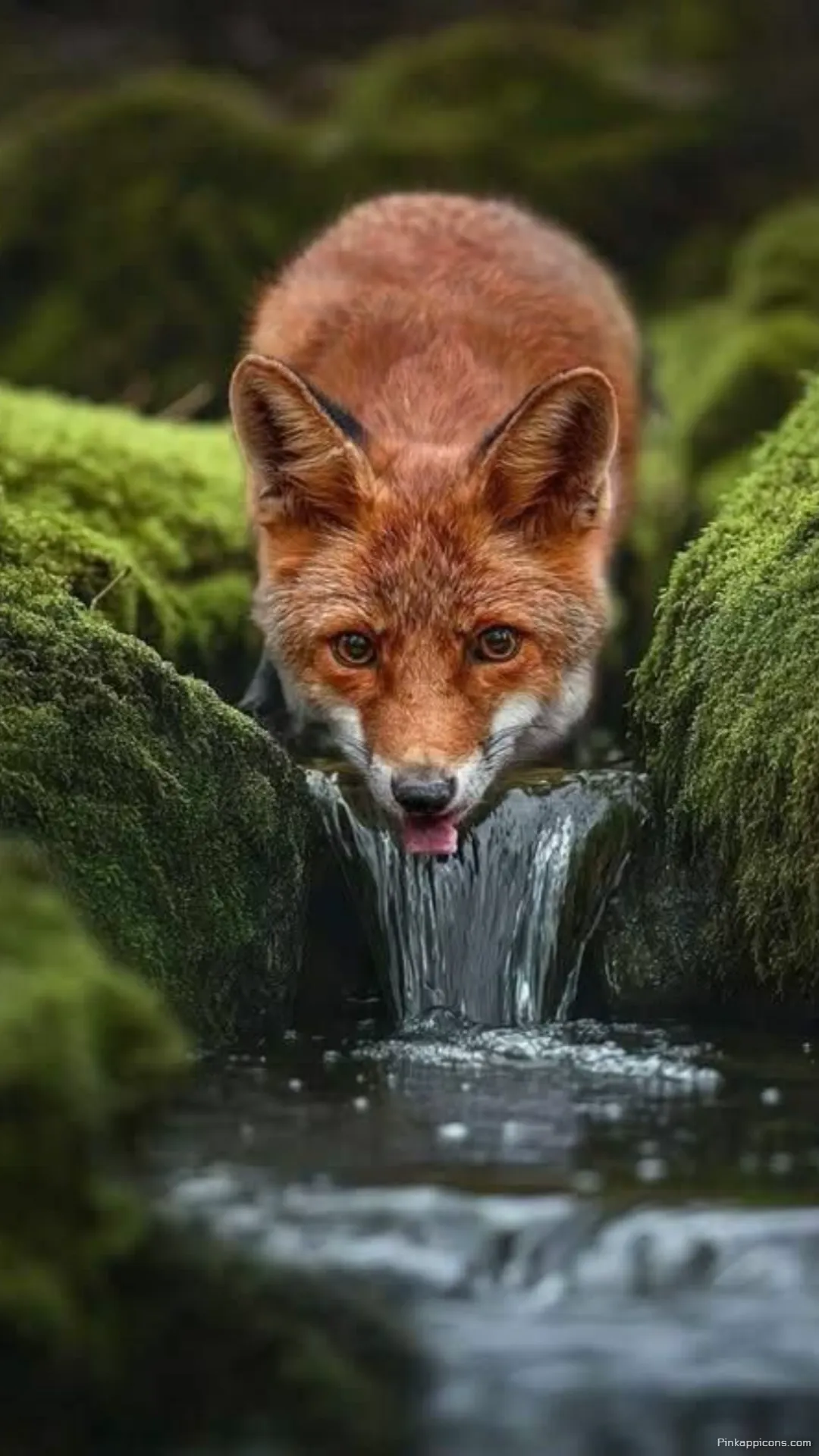 A stunning close up fox wallpaper of a wild red fox drinking from a mossy waterfall A stunning close-up fox wallpaper of a wild red fox drinking from a mossy waterfall.