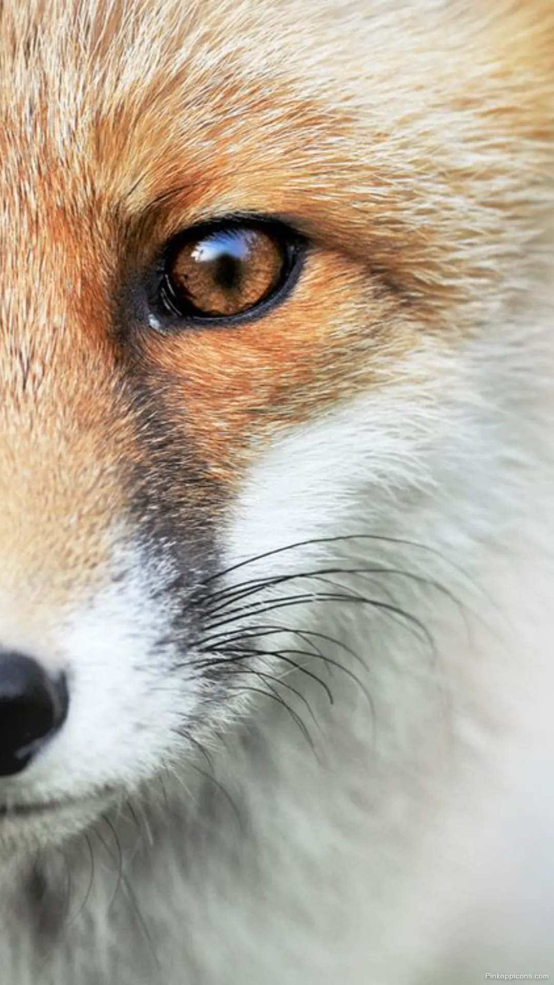 A stunning high resolution red fox wallpaper a beautiful and detailed wildlife phone wallpaper A stunning high-resolution red fox wallpaper, a beautiful and detailed wildlife phone wallpaper.