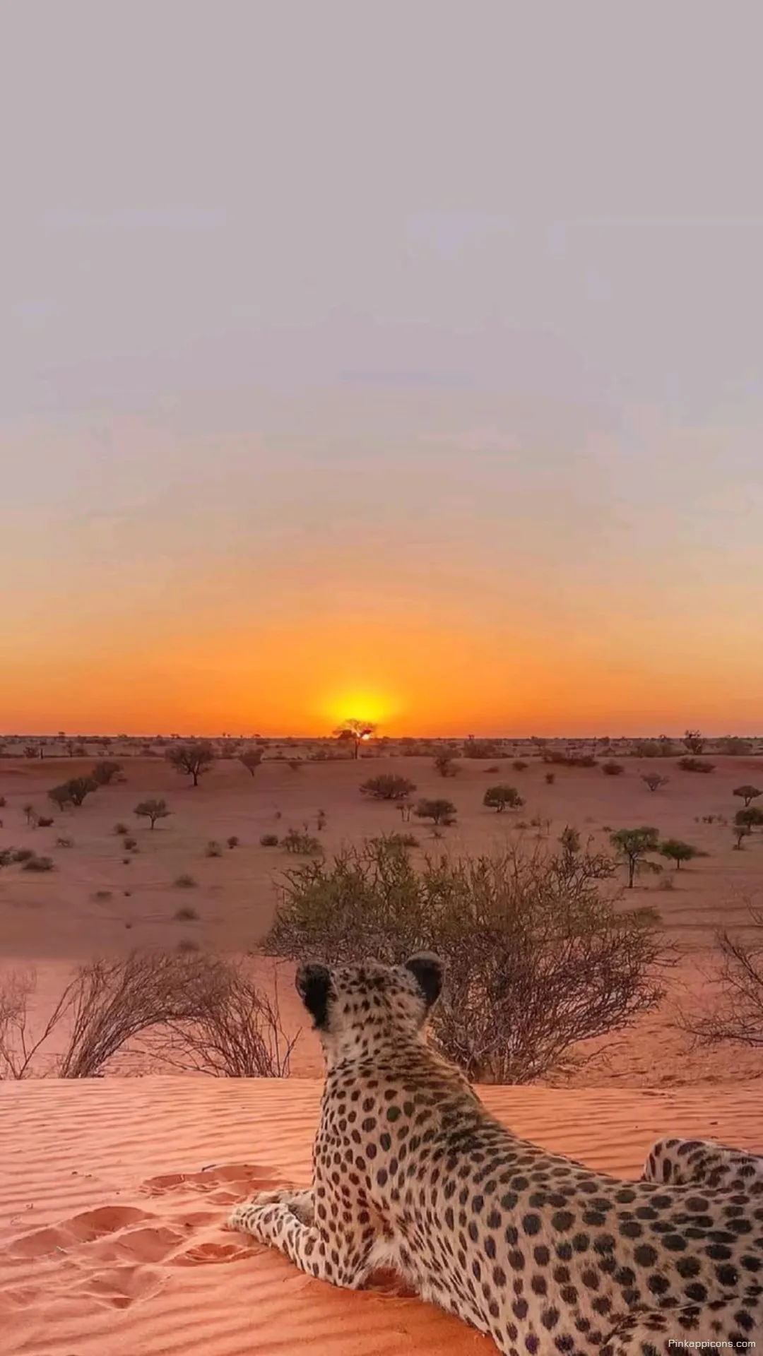 Adorn your phone with this breathtaking desert vista featuring a majestic cheetah wallpaper at dusk a unique backdrop Adorn your phone with this breathtaking desert vista, featuring a majestic cheetah wallpaper at dusk, a unique backdrop