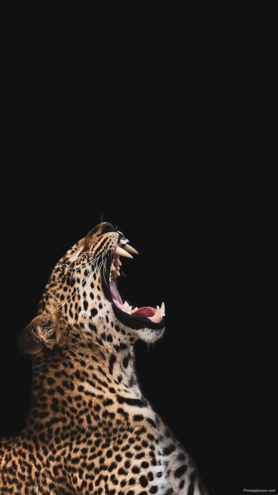 Adorn your screen with this dramatic cheetah wallpaper featuring a powerful yawn against a dark backdrop for phones Adorn your screen with this dramatic cheetah wallpaper, featuring a powerful yawn against a dark backdrop for phones