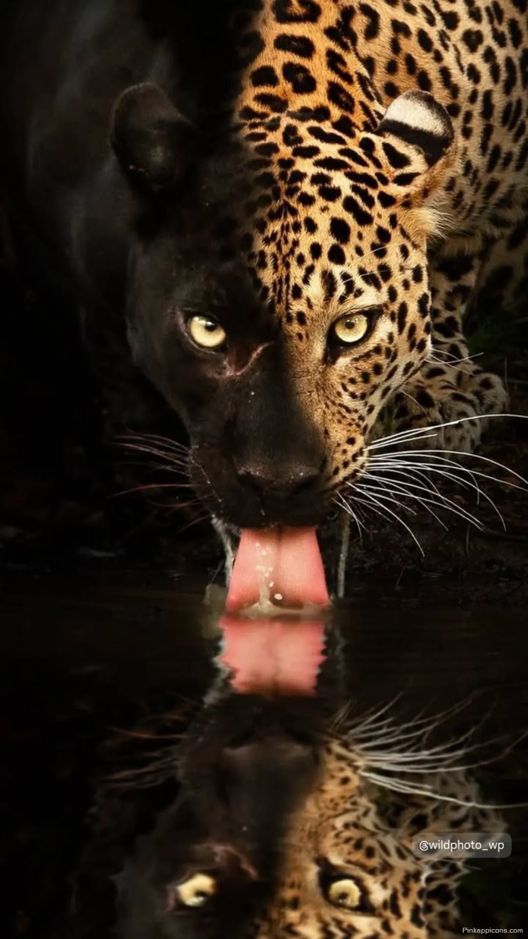 Adorn your screen with this unique half panther half cheetah wallpaper a powerful and artistic design for your phone Adorn your screen with this unique half-panther, half-cheetah wallpaper, a powerful and artistic design for your phone