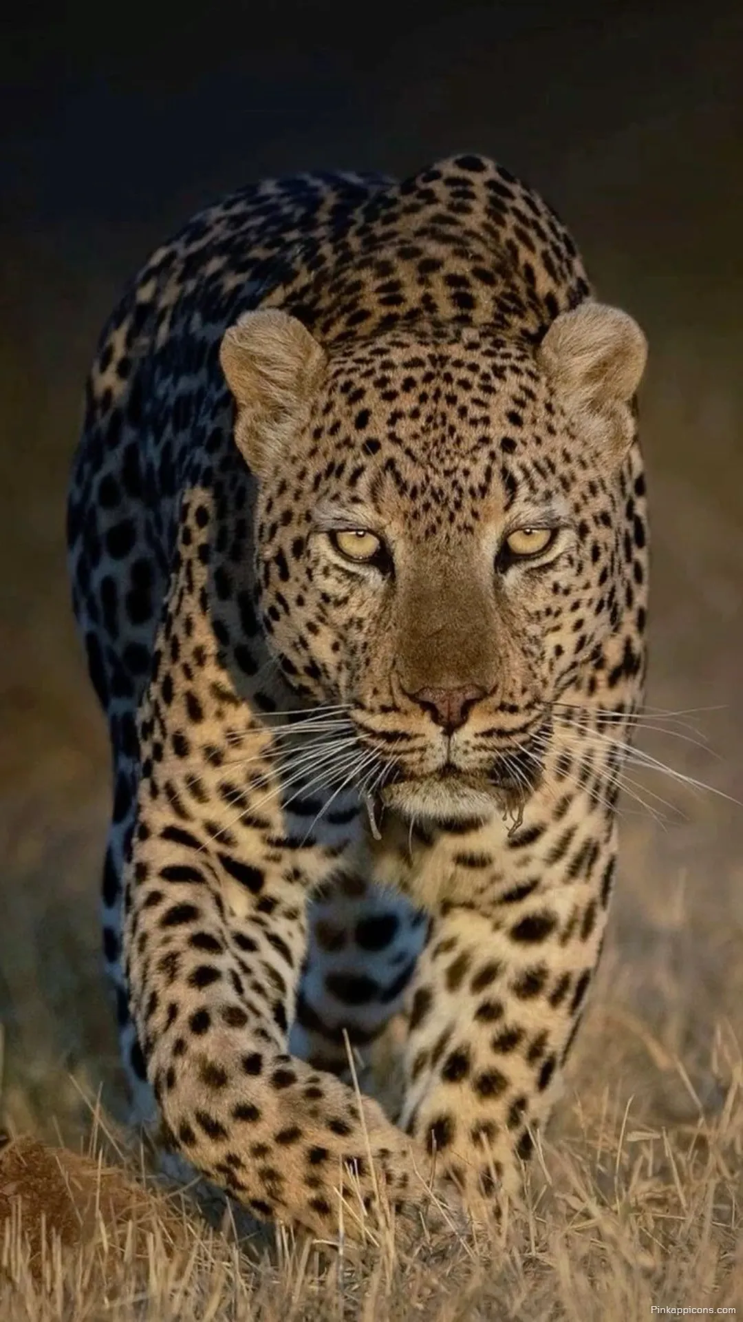 Bring the wilds serene beauty to your screen an elegant cheetah wallpaper on a tree branch ideal for phones 2 Bring the wild’s serene beauty to your screen an elegant cheetah wallpaper on a tree branch, ideal for phones (2)