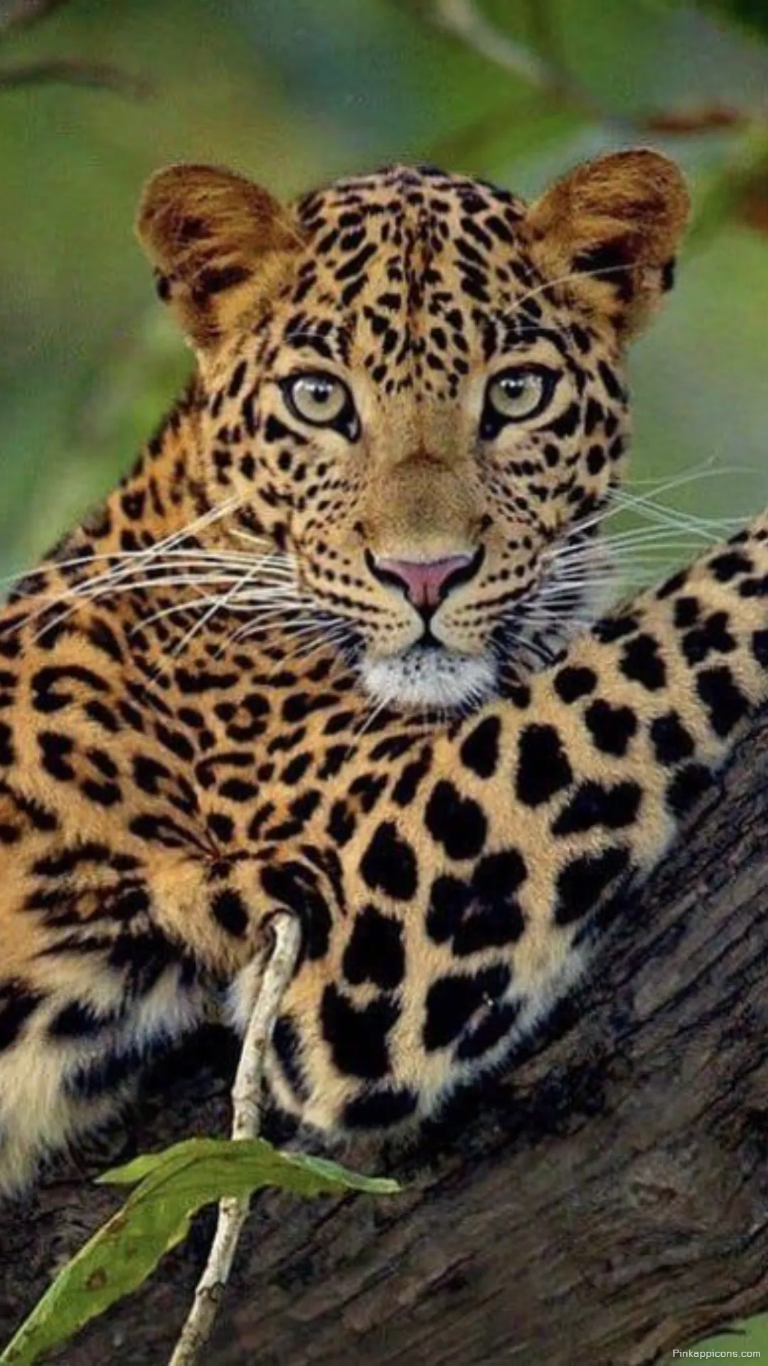 Discover the beauty of natures artistry in this exquisite animal image a unique cheetah wallpaper for phones Discover the beauty of nature’s artistry in this exquisite animal image, a unique cheetah wallpaper for phones