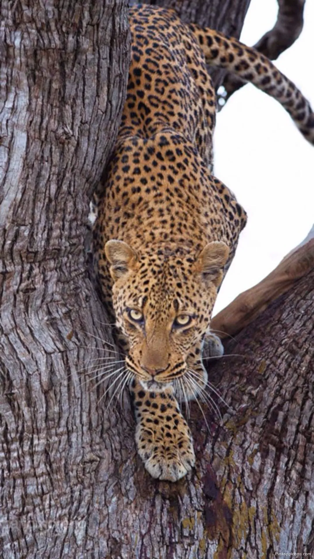 Discover the untamed grace of a big cat descending a tree a dynamic cheetah wallpaper for your smartphone Discover the untamed grace of a big cat descending a tree; a dynamic cheetah wallpaper for your smartphone