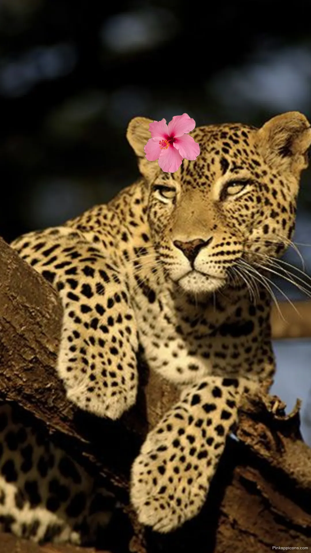 Discover unique style with this elegant cheetah wallpaper an eye catching animal pattern for your mobile Discover unique style with this elegant cheetah wallpaper, an eye-catching animal pattern for your mobile