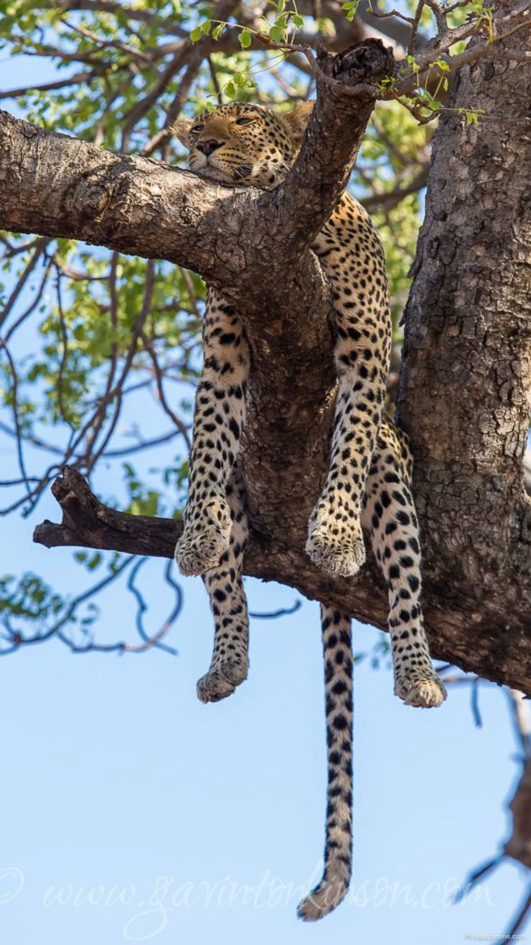 Discover unique wildlife charm an enchanting cheetah wallpaper showcasing a graceful big cat lounging on a tree perfect for phone screens Discover unique wildlife charm an enchanting cheetah wallpaper showcasing a graceful big cat lounging on a tree, perfect for phone screens