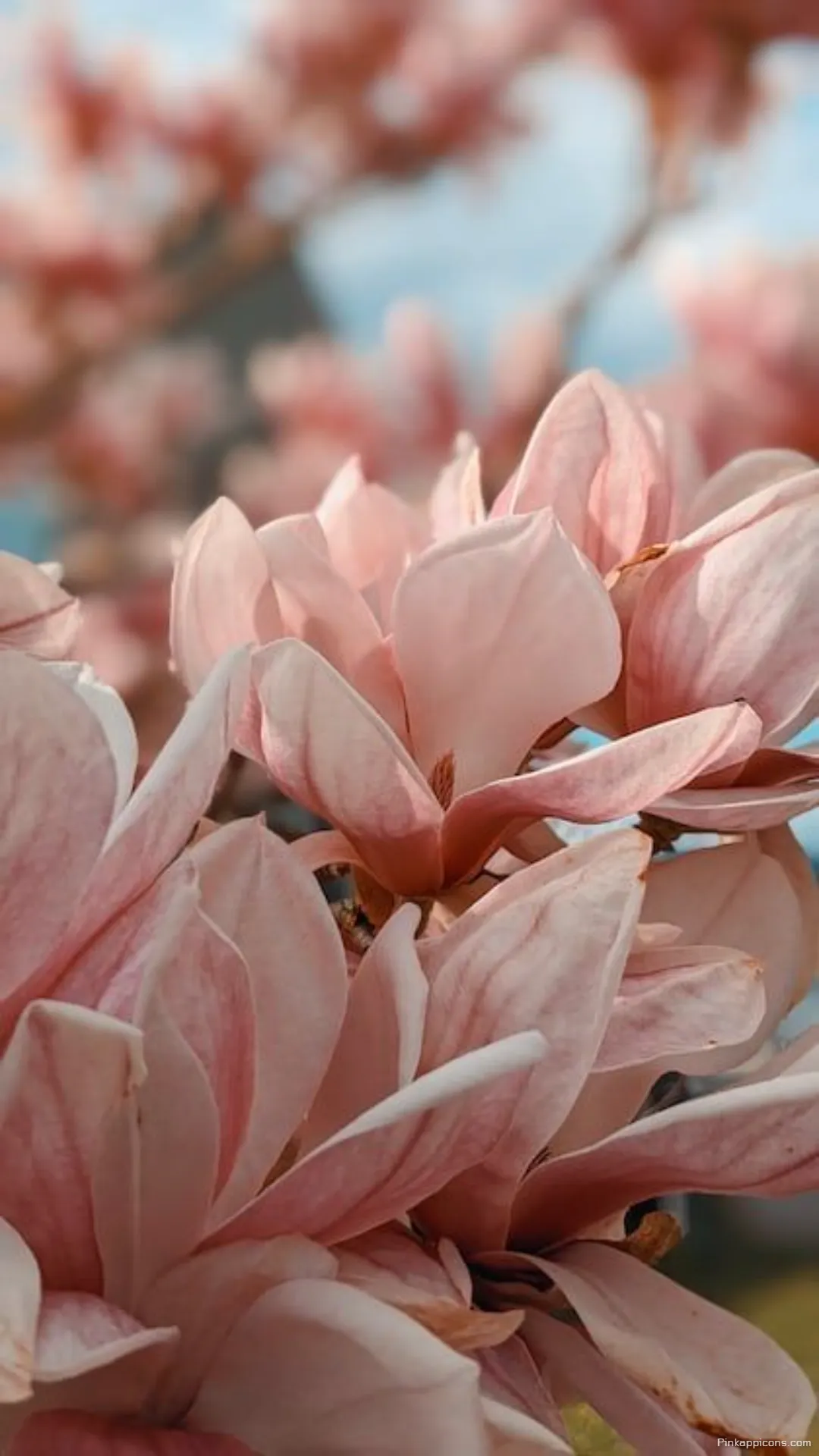 Dreamy soft pink spring blossoms in a beautiful close up magnolia wallpaper for your phone Dreamy soft pink spring blossoms in a beautiful close-up magnolia wallpaper for your phone.