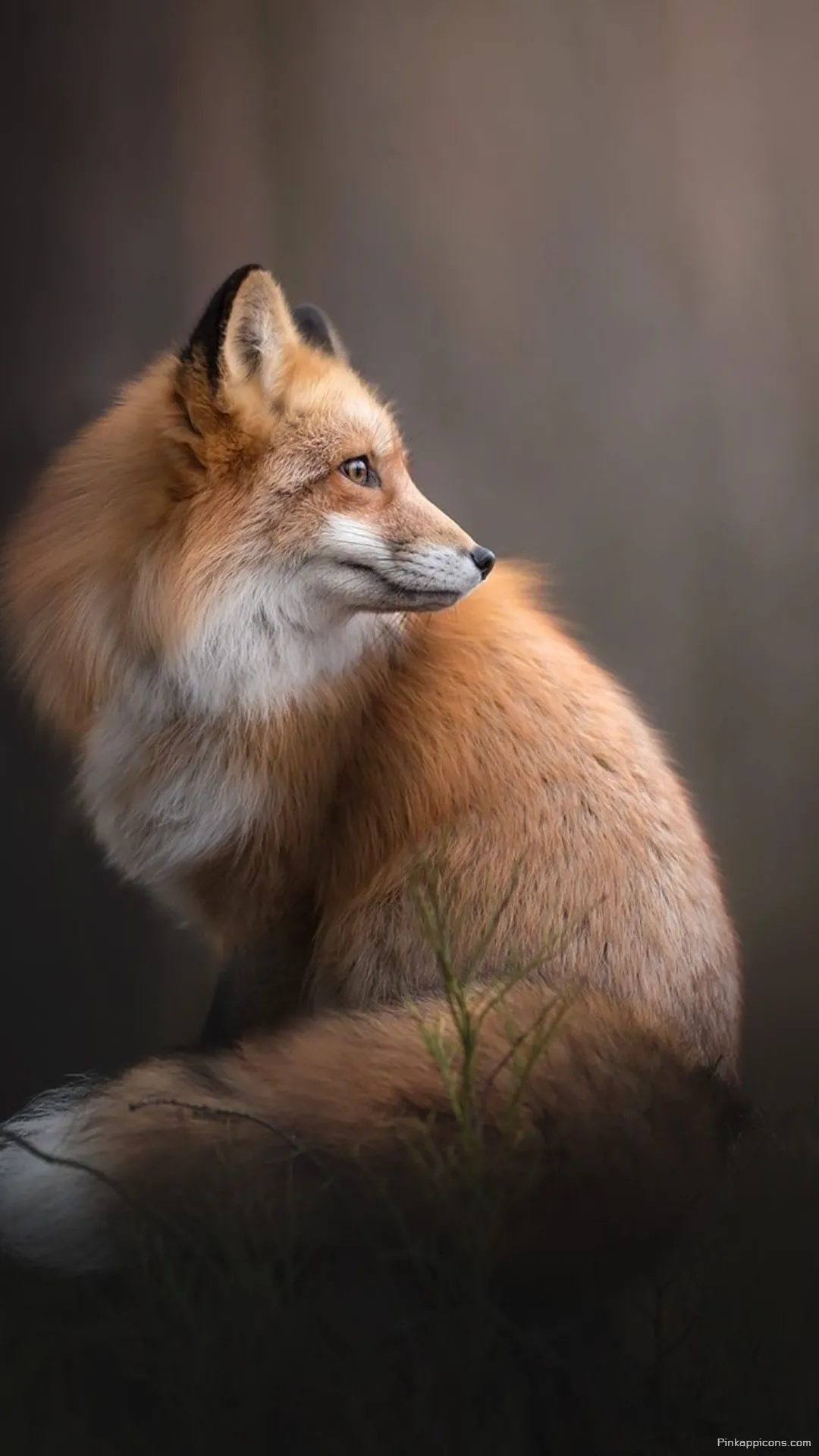 Elegant red fox wallpaper in a stunning soft focus portrait a beautiful wildlife wallpaper Elegant red fox wallpaper in a stunning soft-focus portrait, a beautiful wildlife wallpaper.