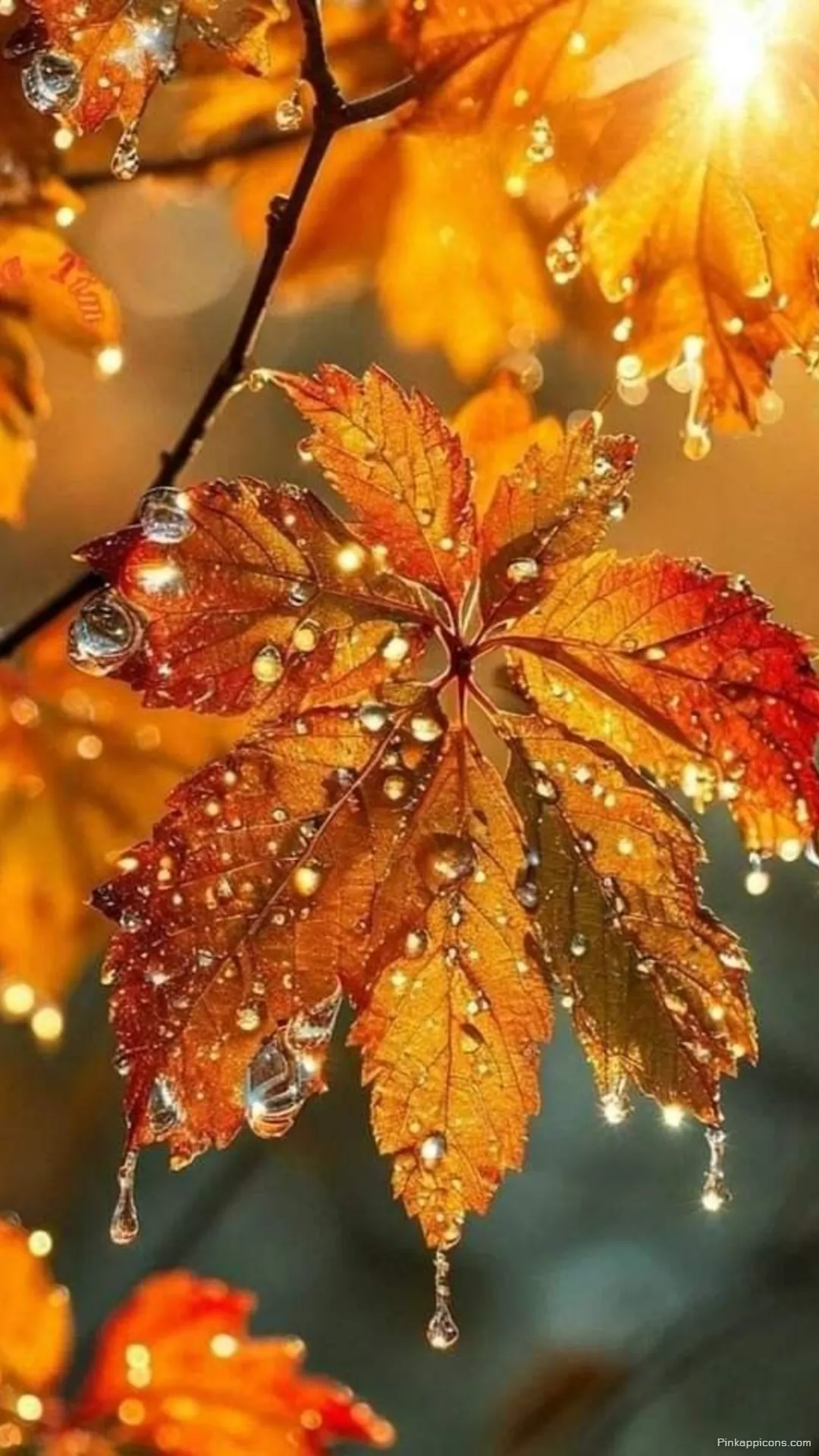 Enchanting Autumn Wallpaper Sunlit Leaves Glistening with Fresh Raindrops a Beautiful Phone Background Enchanting Autumn Wallpaper Sunlit Leaves Glistening with Fresh Raindrops, a Beautiful Phone Background