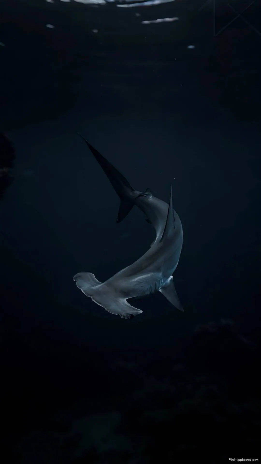 Enigmatic Hammerhead Shark Wallpaper for Your Phone Deep Ocean Predator Shark Wallpaper Enigmatic Hammerhead Shark Wallpaper for Your Phone Deep Ocean Predator Shark Wallpaper