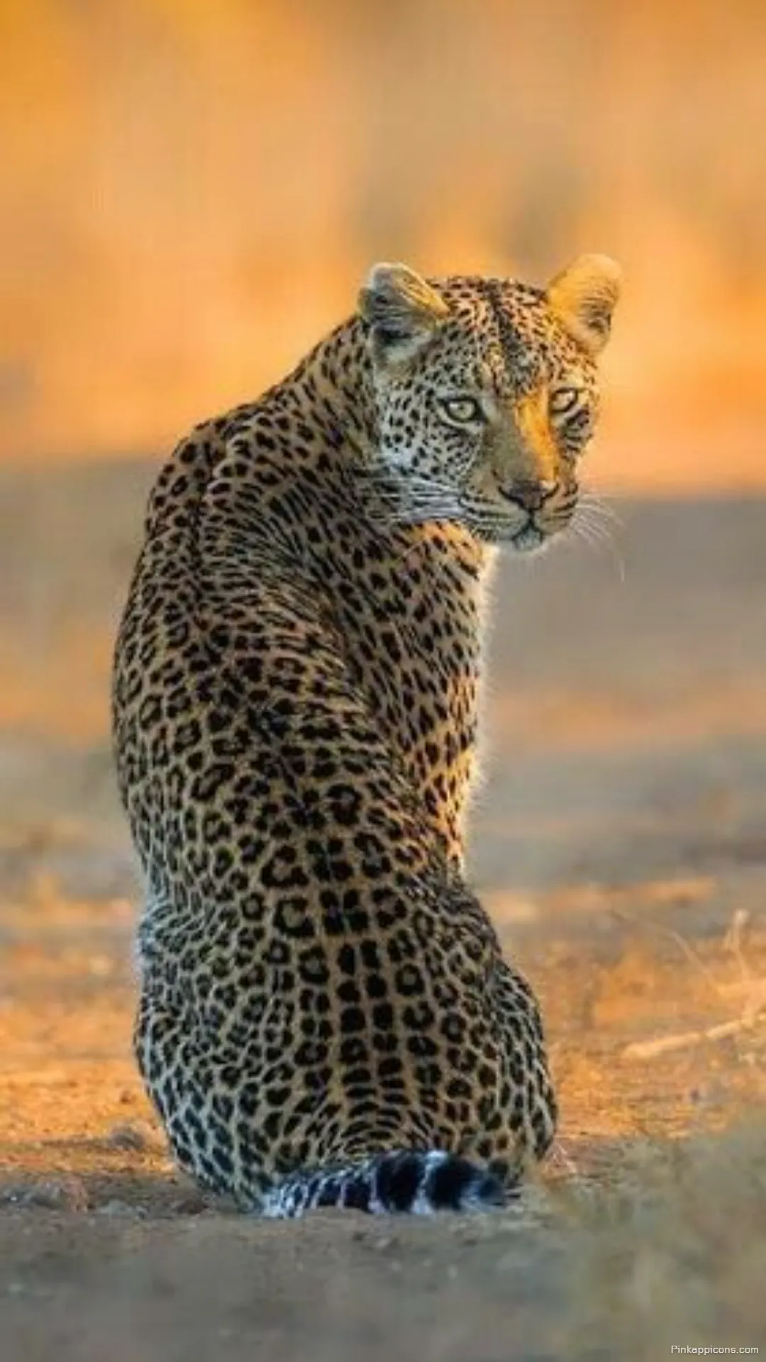 Experience the allure of exotic wildlife with this striking cheetah wallpaper perfect for transforming your phones screen Experience the allure of exotic wildlife with this striking cheetah wallpaper, perfect for transforming your phone’s screen