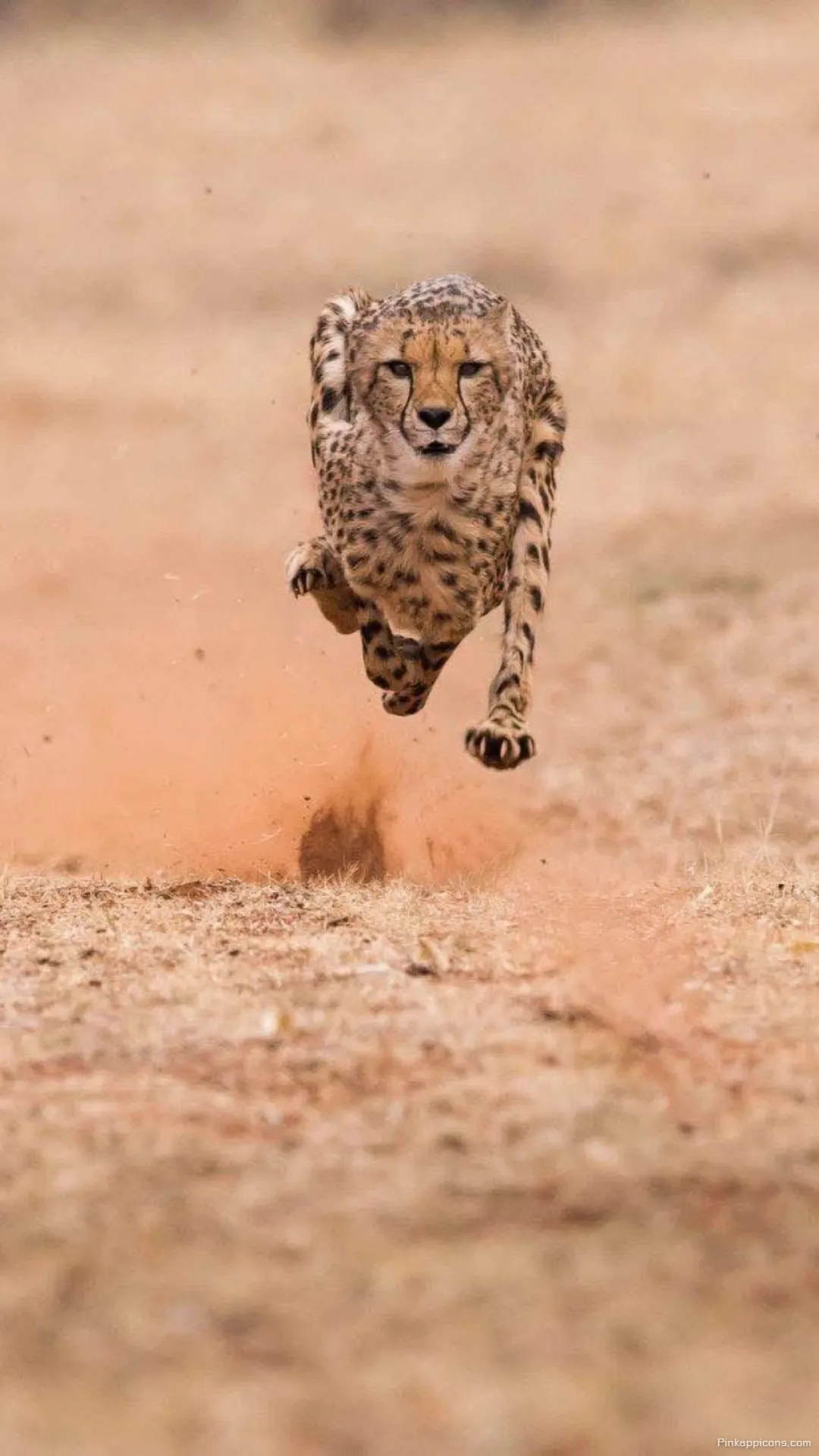 Feel the untamed spirit of nature with this captivating cheetah wallpaper showcasing a powerful leap through the plains for phones Feel the untamed spirit of nature with this captivating cheetah wallpaper, showcasing a powerful leap through the plains for phones