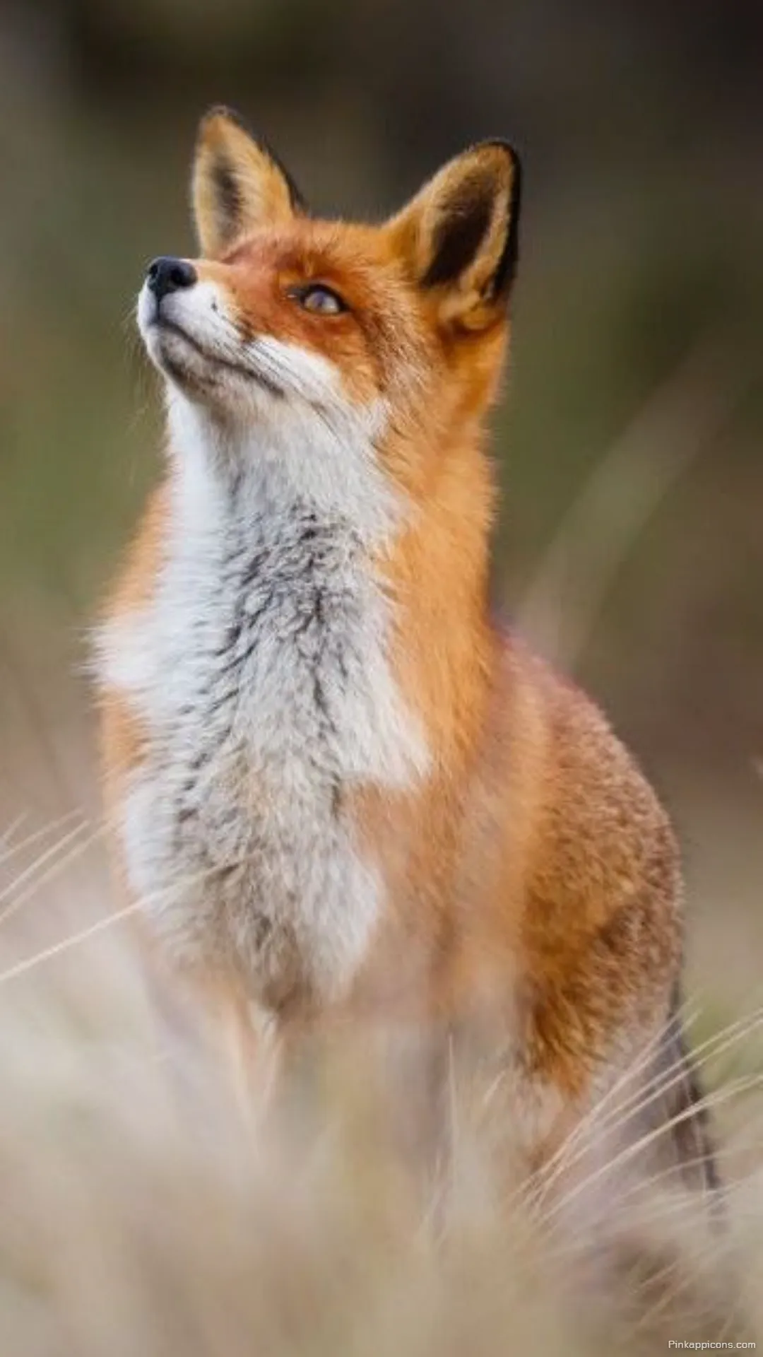 Hopeful red fox wallpaper looking up at the sky a beautiful wildlife phone wallpaper Hopeful red fox wallpaper looking up at the sky, a beautiful wildlife phone wallpaper.