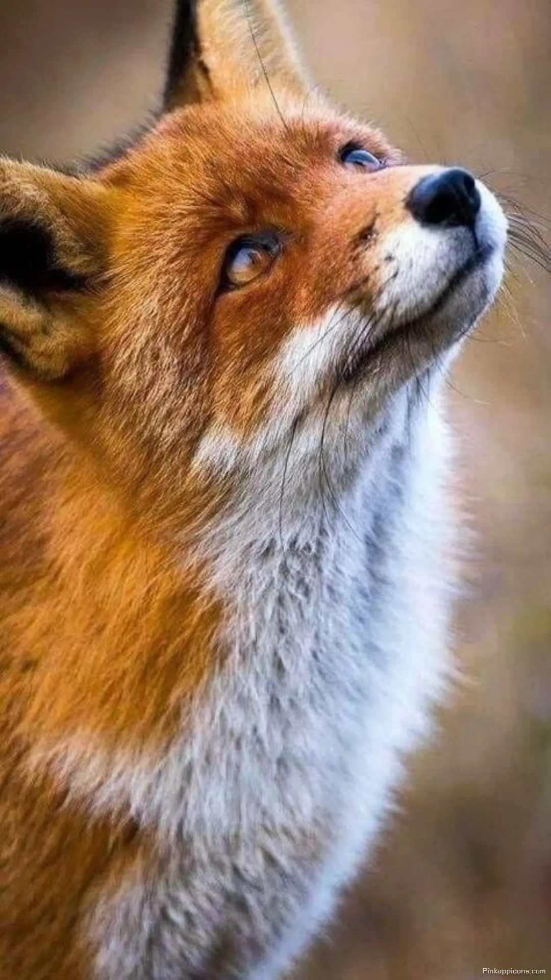 Hopeful red fox wallpaper looking up with curious eyes a beautiful wildlife phone wallpaper Hopeful red fox wallpaper looking up with curious eyes, a beautiful wildlife phone wallpaper.